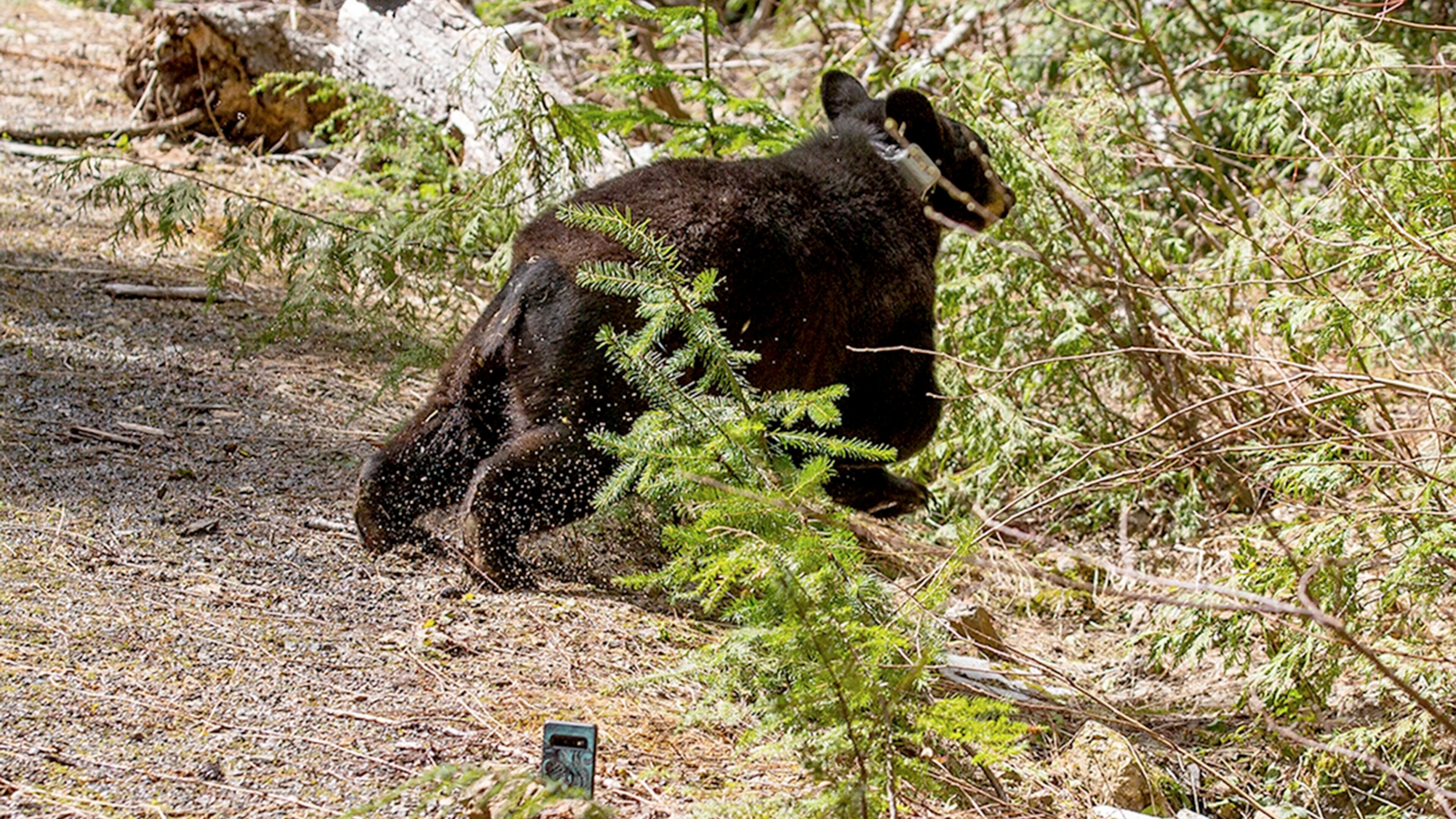 Shoppers were startled last weekend to see a bear cub (similar to the one shown) browsing the offerings at a Los Angeles supermarket.(Amanda Snyder/The Seattle Times/TNS)
