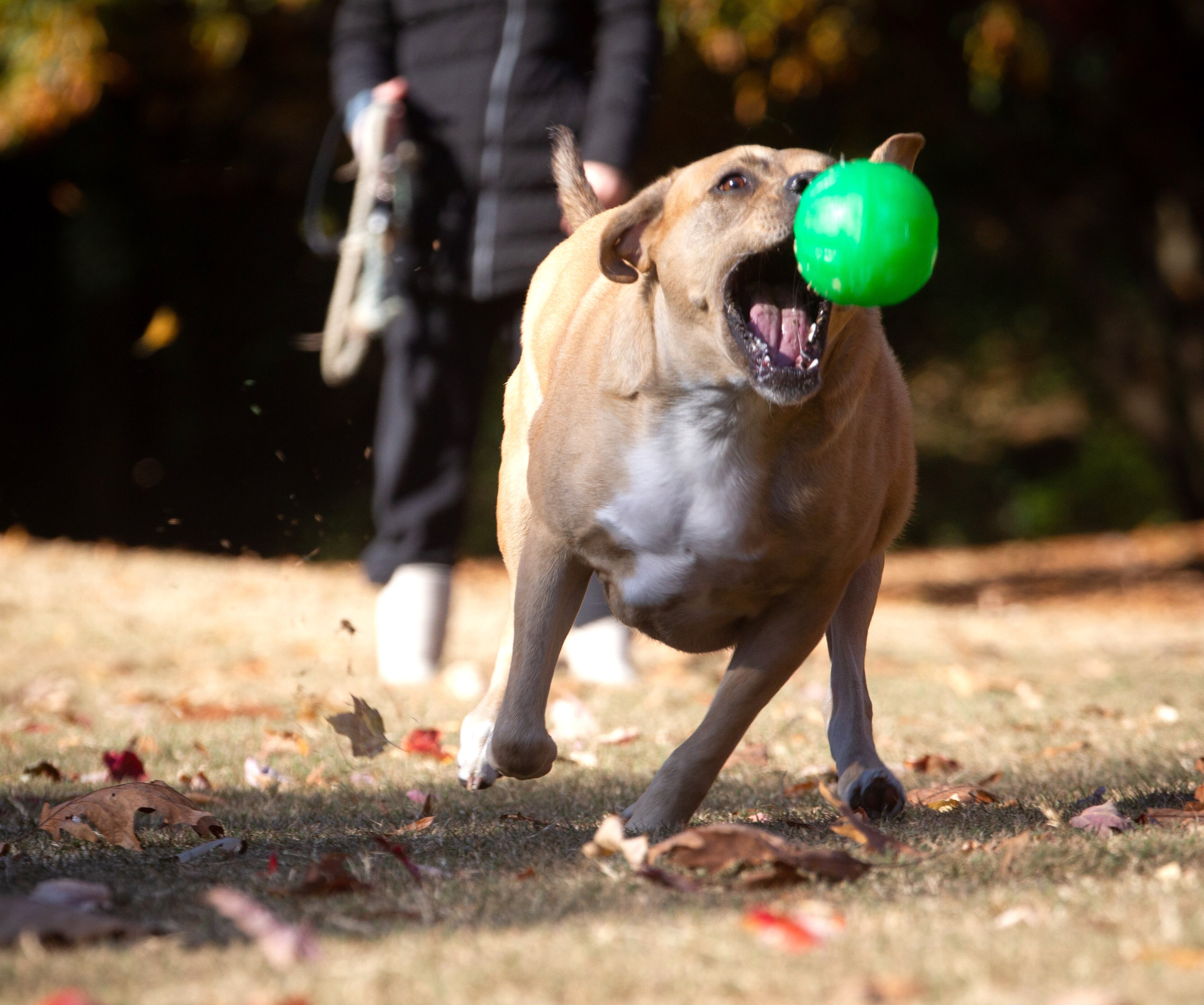 Lorinda Boothman plays fetch with her three-year-old dog Simba at Piedmont Park on Saturday, November 20, 2021. STEVE SCHAEFER FOR THE ATLANTA JOURNAL-CONSTITUTION