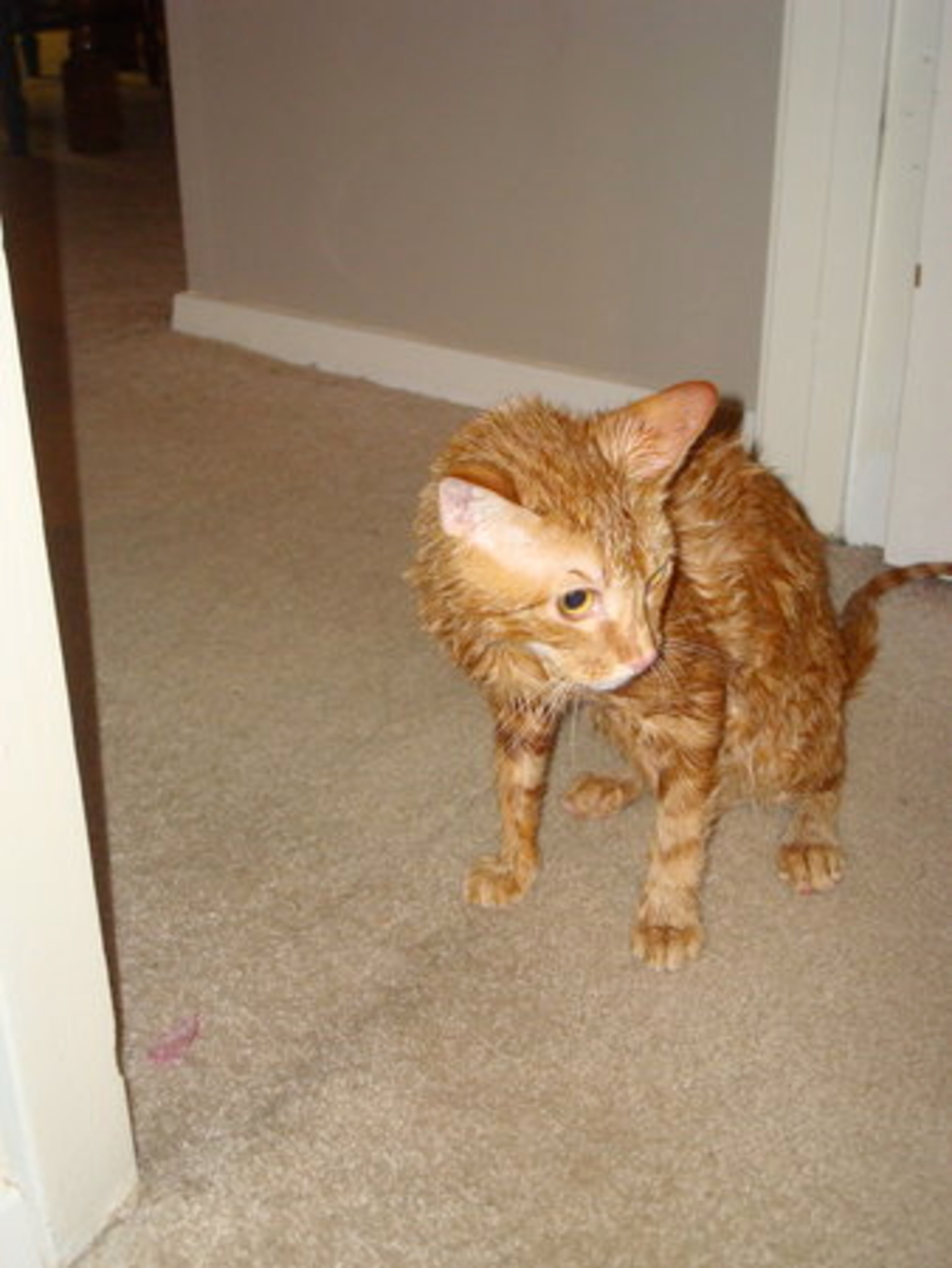 Jacques wonders if he'll ever feel the same after his bath ...