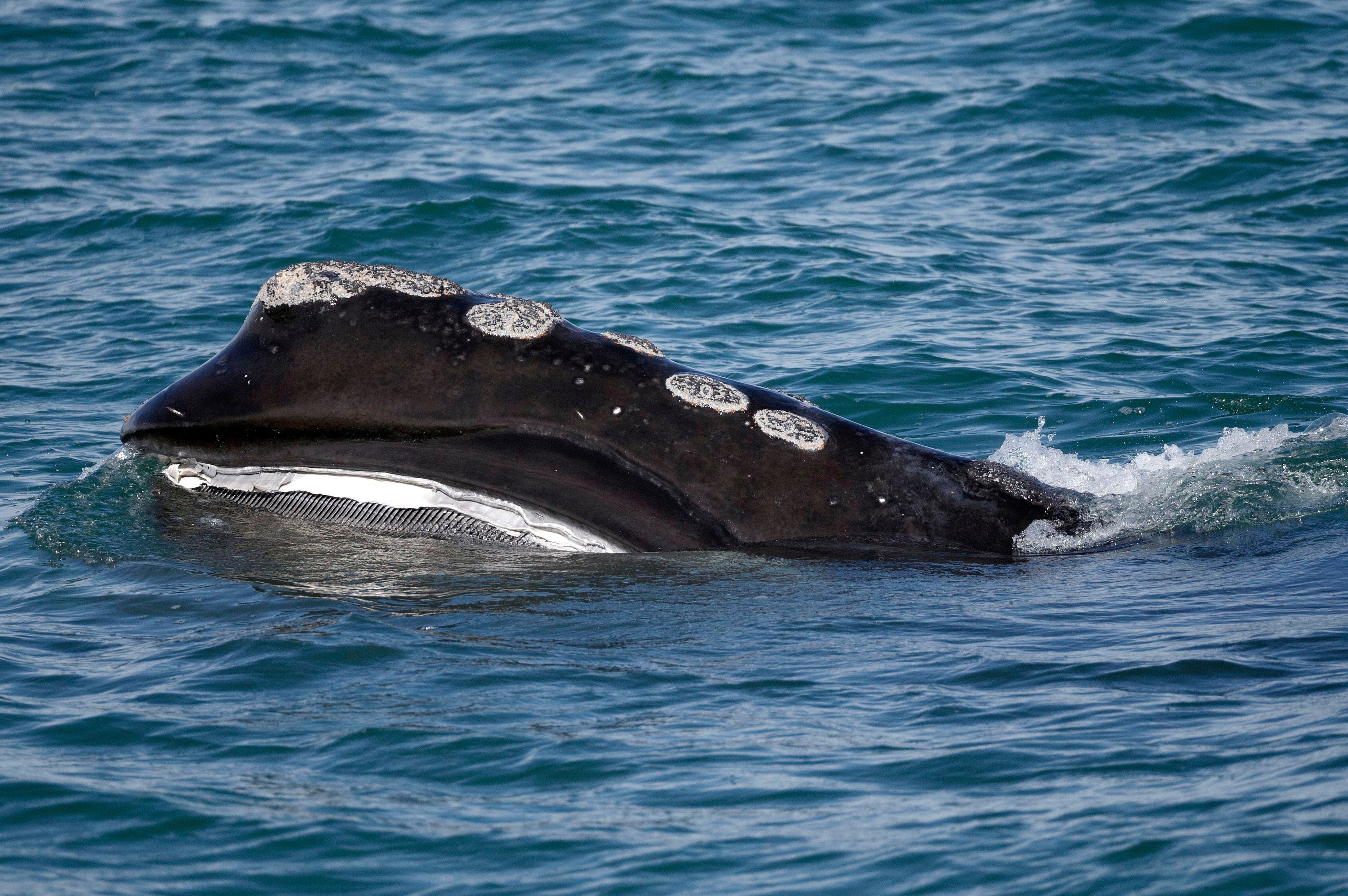 Right Whale Population