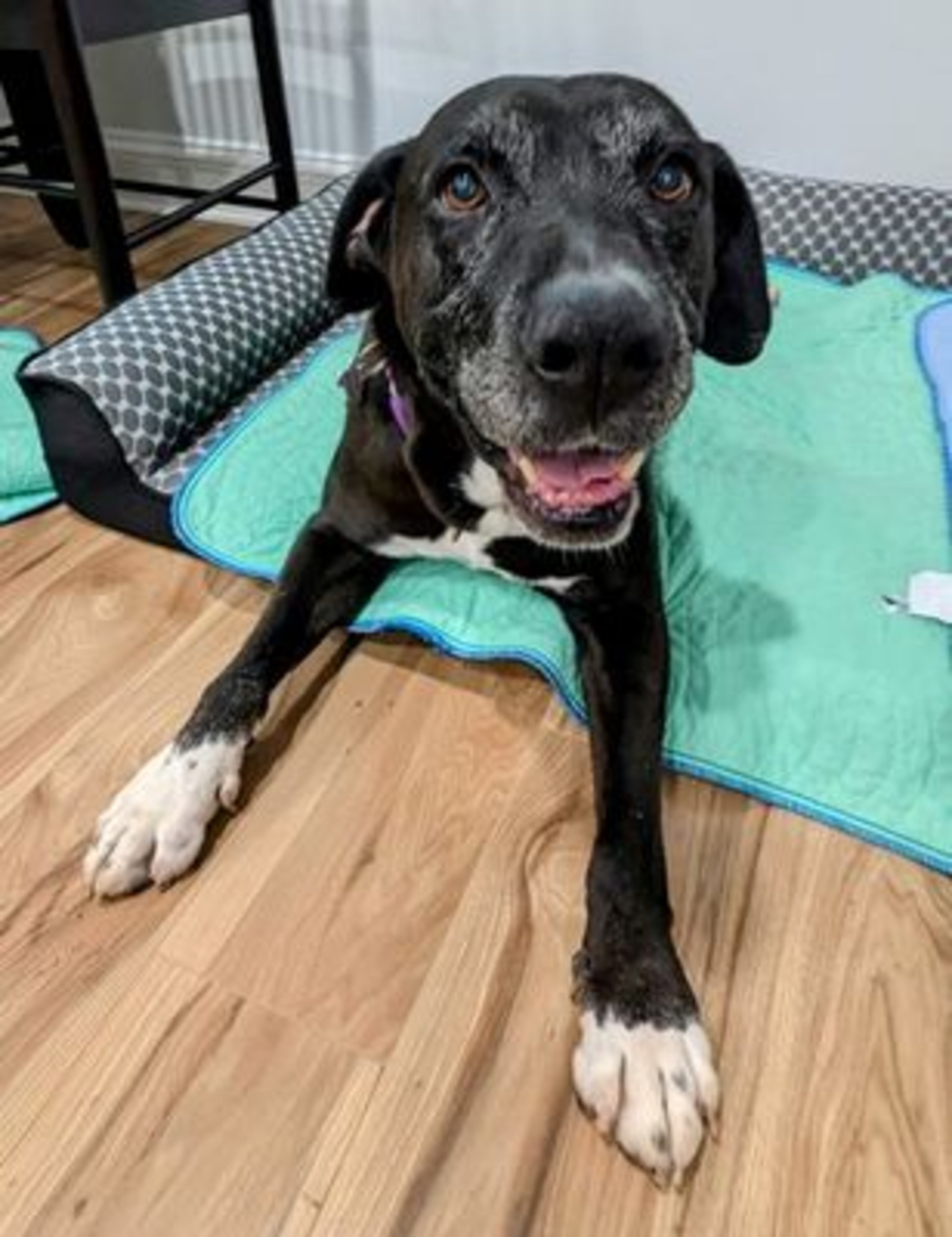 Shane is a senior dog available for FREE adoption through the end of 2024.