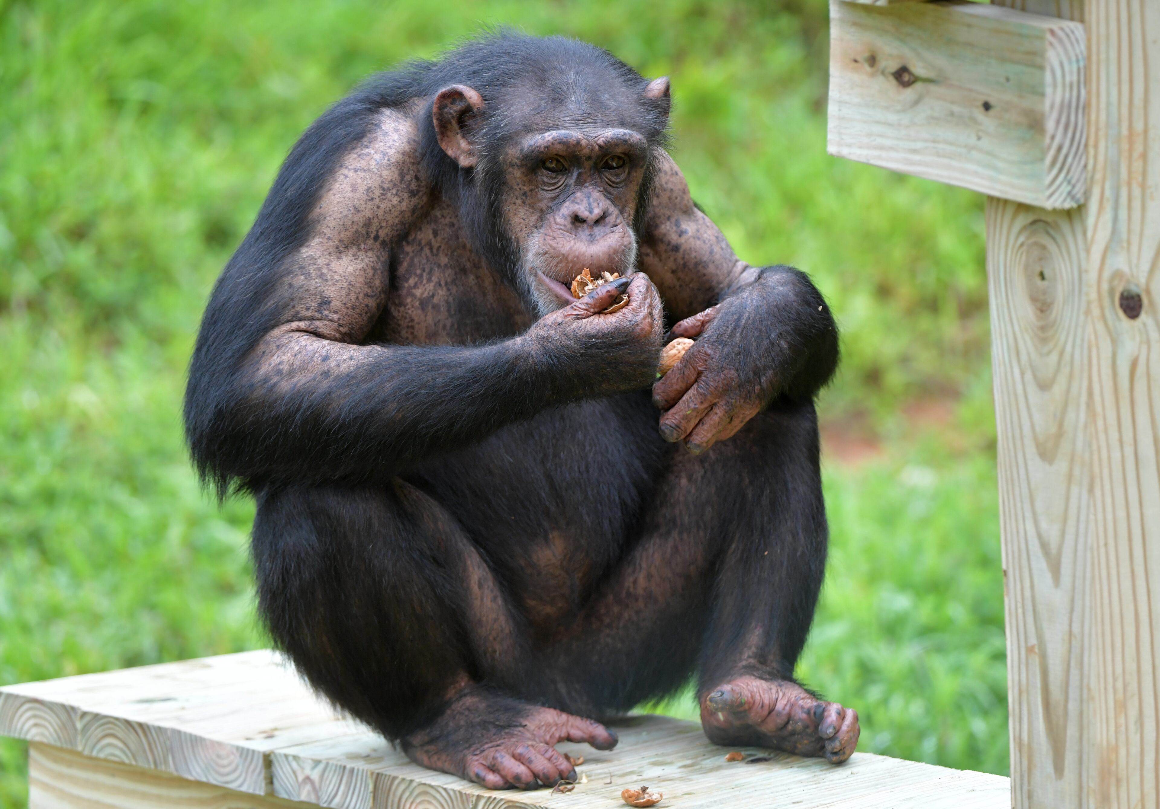 August 9, 2018 Morganton - A female chimp Noel supplement snacks at Project Chimps in Morganton on Thursday, August 9, 2018. Project Chimps provides lifetime care to former research chimpanzees in a sanctuary on 236-acres of forested land in the Blue Ridge Mountains. HYOSUB SHIN / HSHIN@AJC.COM