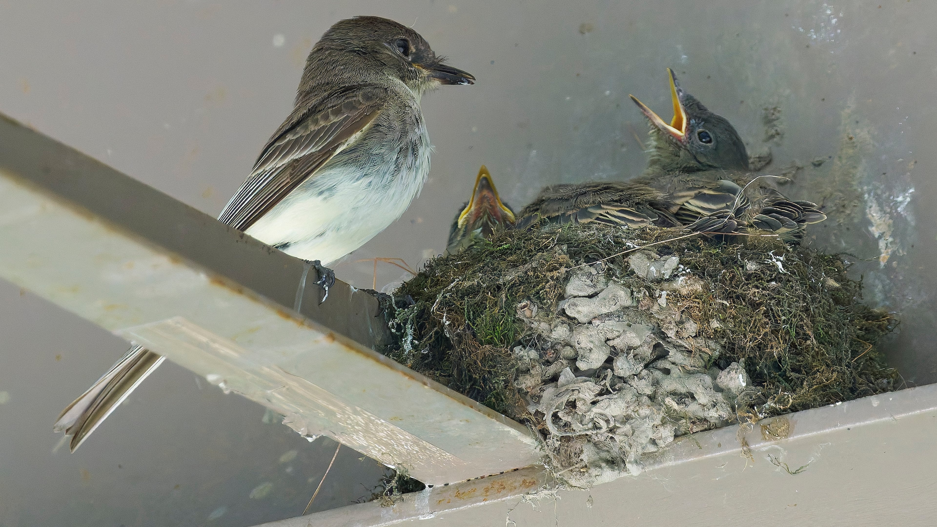 An Eastern phoebe nest similar to this under a bridge in northeast Atlanta was saved when construction workers waited for the babies to fledge before doing extensive repairs on the bridge. (Paul Danese/Creative Commons)