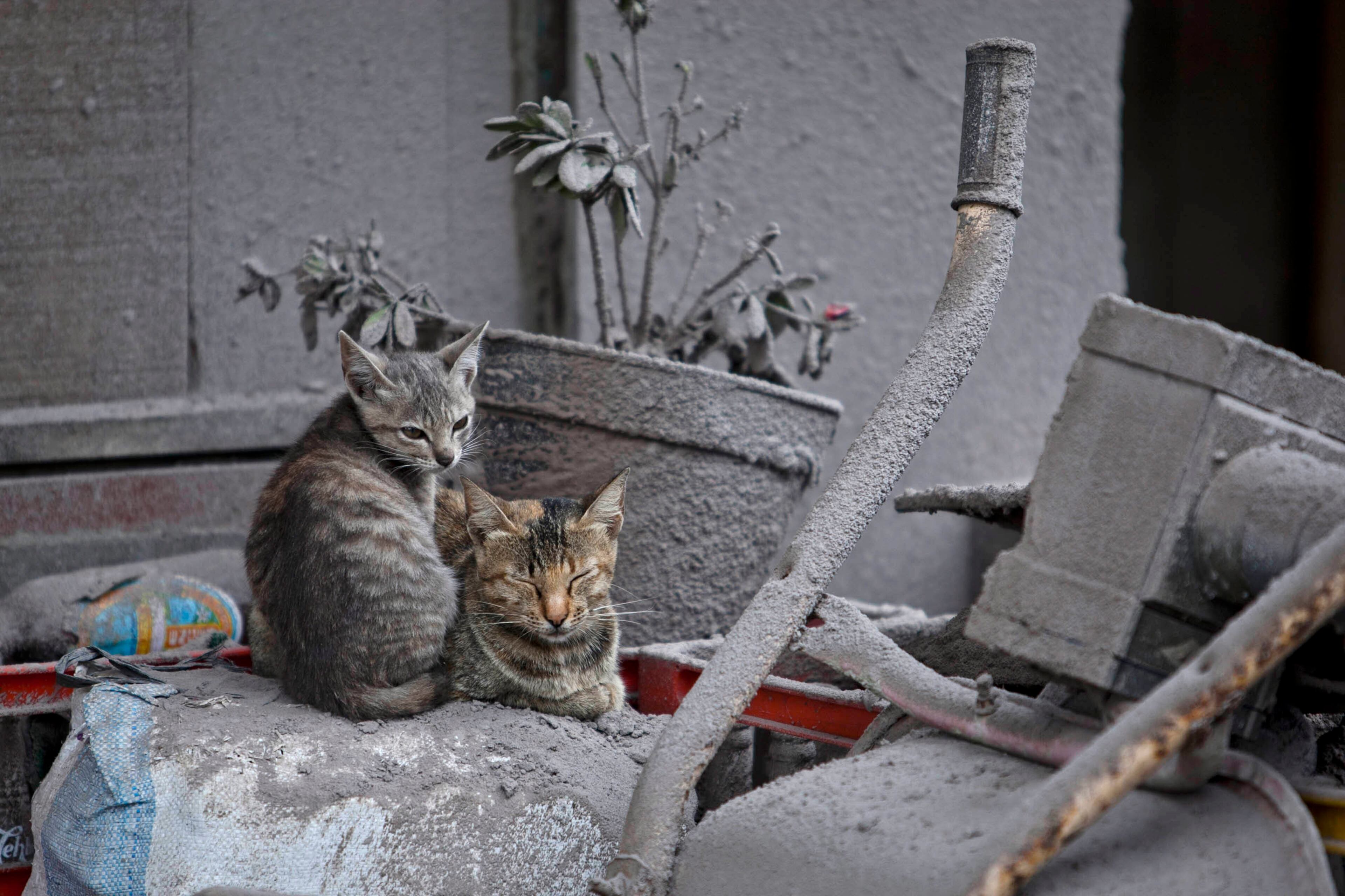 Cats sit in front of an abandoned house covered by ash as residents are evacuated following a further eruption of the Mount Sinabung in Sebintun village on January 9, 2014 in Karo District, North Sumatra, Indonesia. The number of displaced people has increased to 22,000 in Western Indonesia as Mount Sinabung continues to spew ash and smoke after several eruptions since September. Eleven deaths have now been recorded as a result of the eruptions with hundreds more falling ill. Officials expect the number of evacuees to rise as volcanic activity remains high.