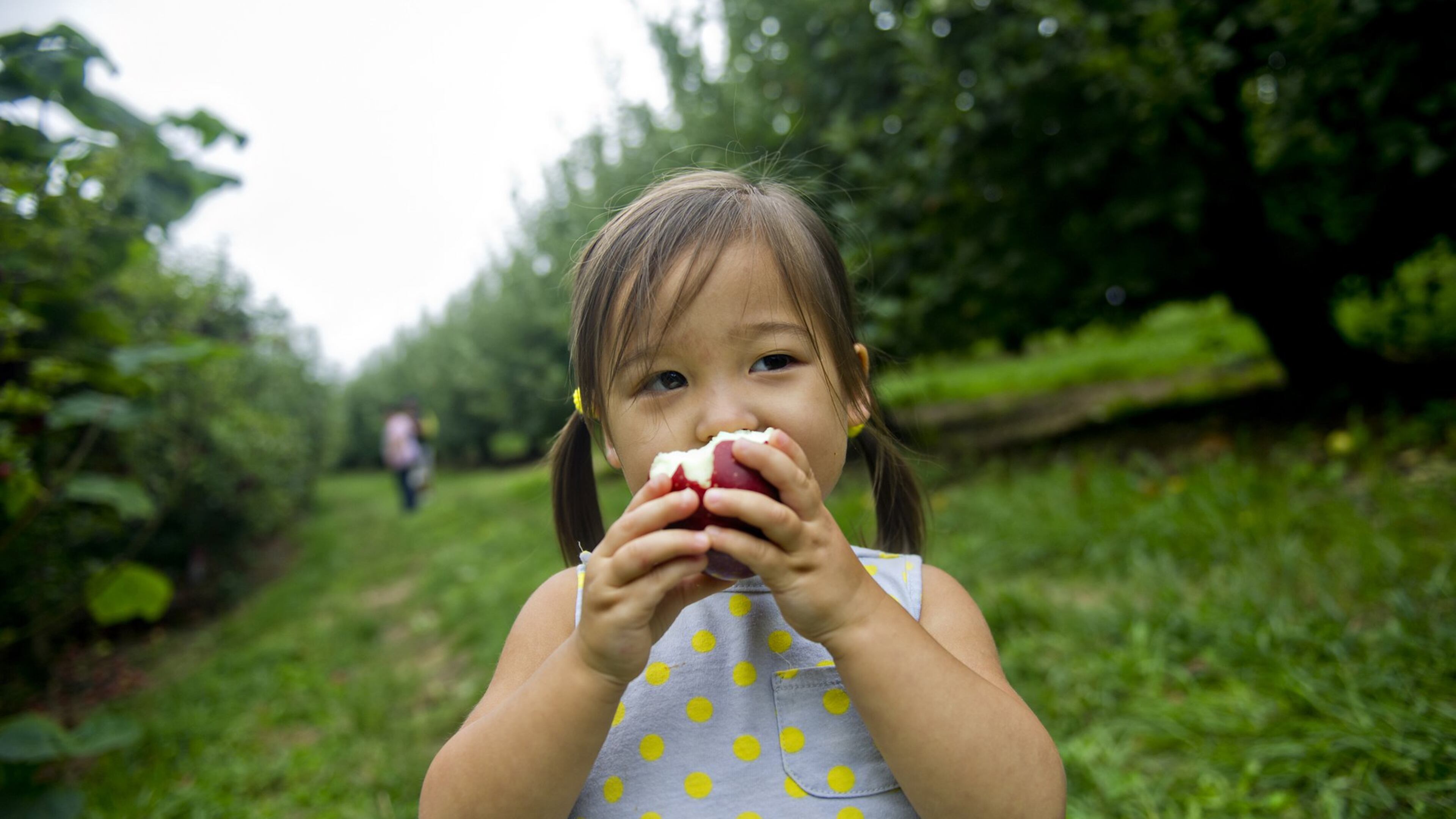 Hannah Yi eats an apple as her family explores the rows of apple trees at B.J. Reece Orchards in Ellijay. (JONATHAN PHILLIPS / SPECIAL)