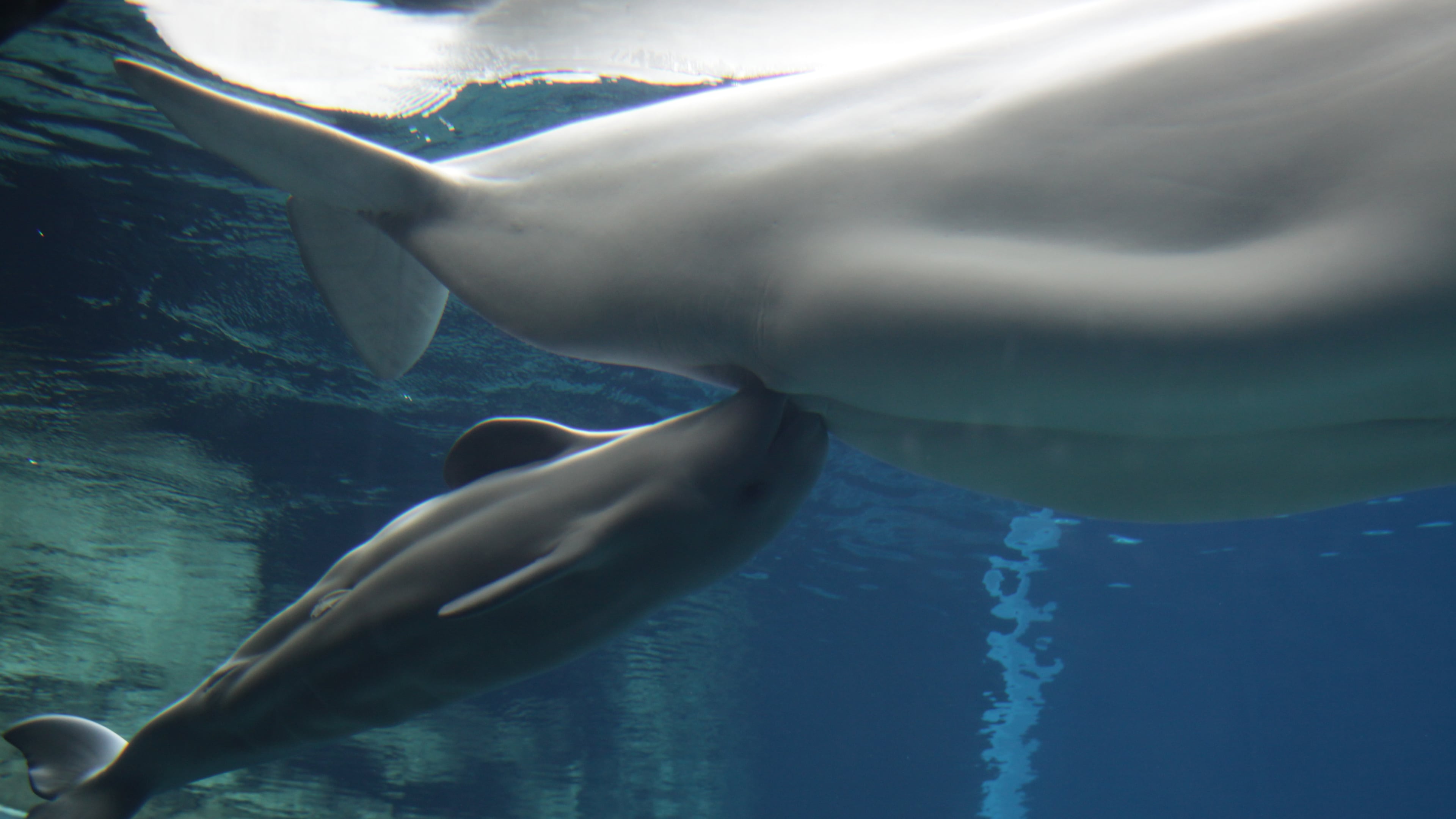 The new beluga calf at the Georgia Aquarium nurses at its mother's breast. Maris, a new mother, has displayed good parenting skills, but the calf hasn't gained weight as quickly as staffers would like.