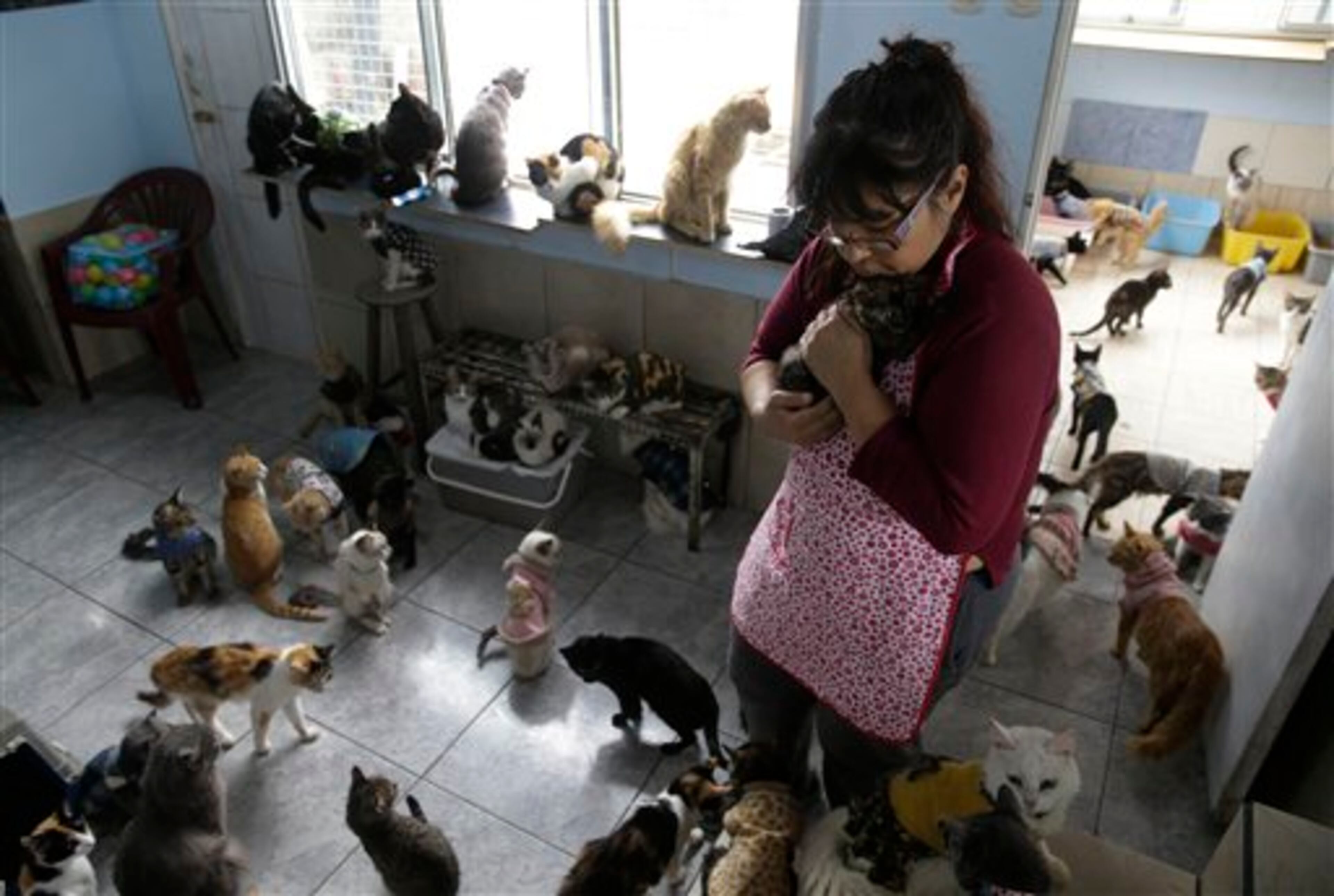 In this Aug. 2, 2014 photo, Maria Torero carries a sick cat at her Cat Hospice, where Torero looks after 175 cats that suffer from feline leukemia, at her home in Lima, Peru. For five years, Torero has ministered to the sick felines, attempting to improve their quality of life as they slowly succumb to the common, fatal retrovirus. (AP Photo/Martin Mejia)