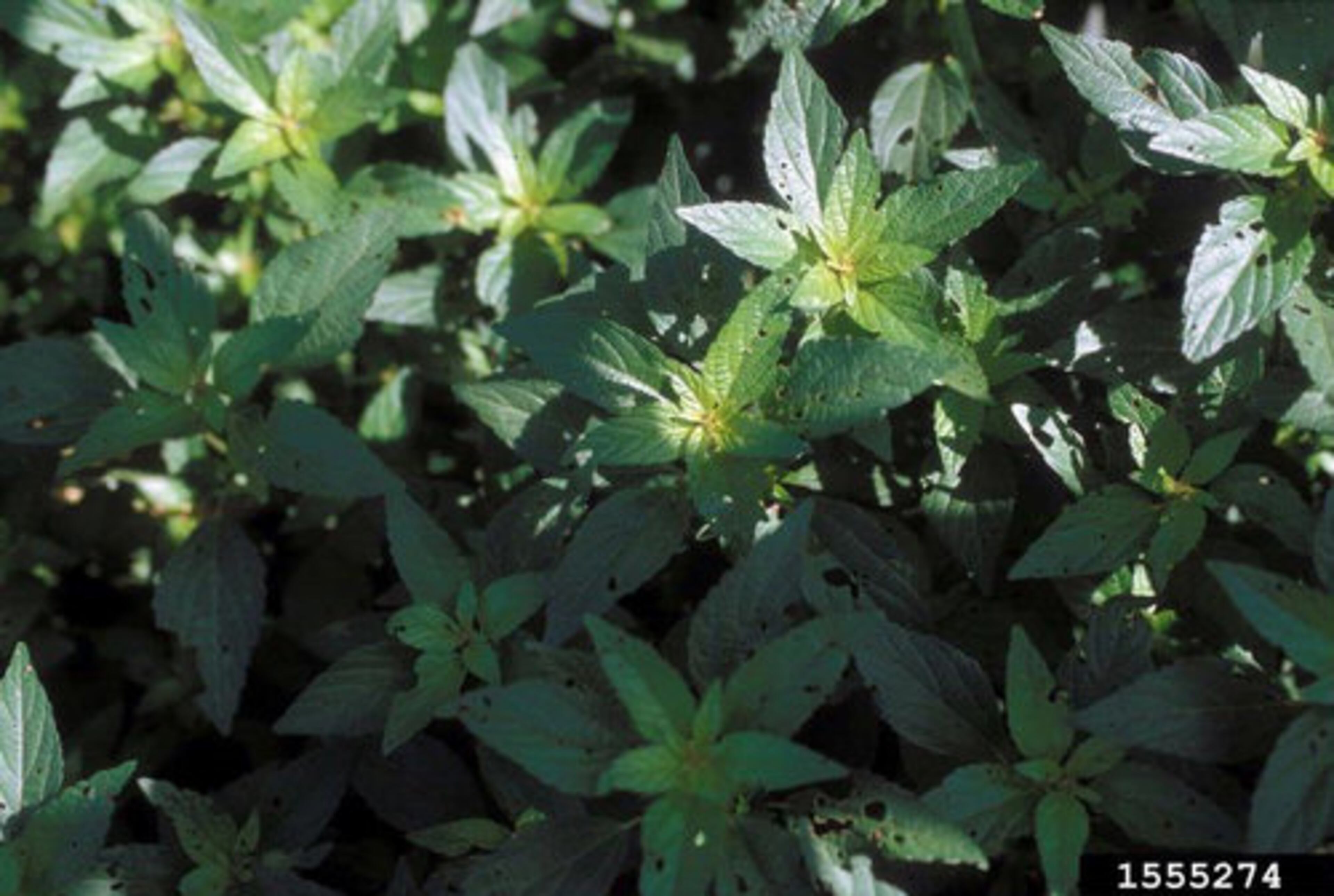 Virginia threeseed mercury (Acalypha virginica)