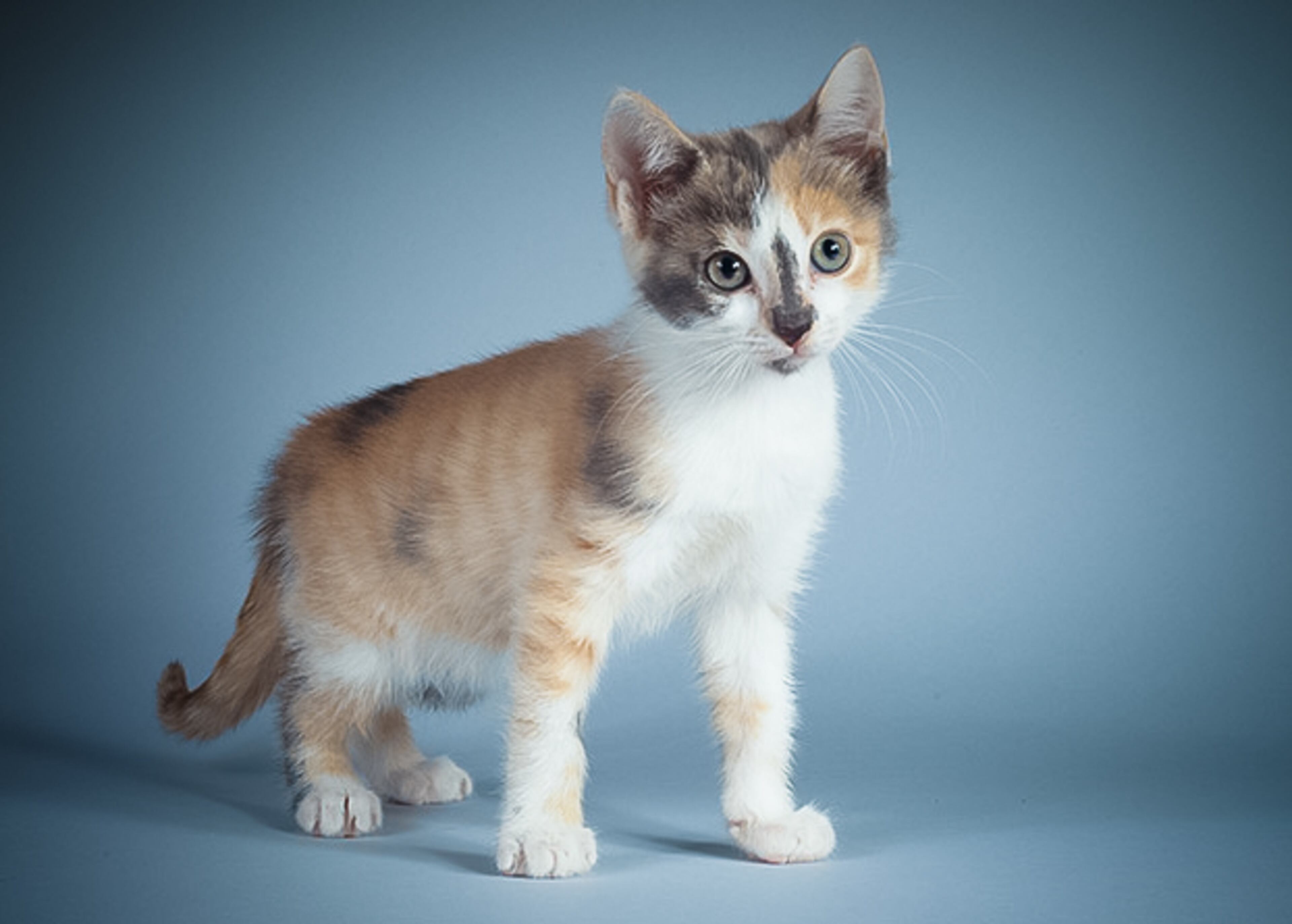 Bermuda, female, 2 months. Fun fact: Is fascinated by all things sticky.