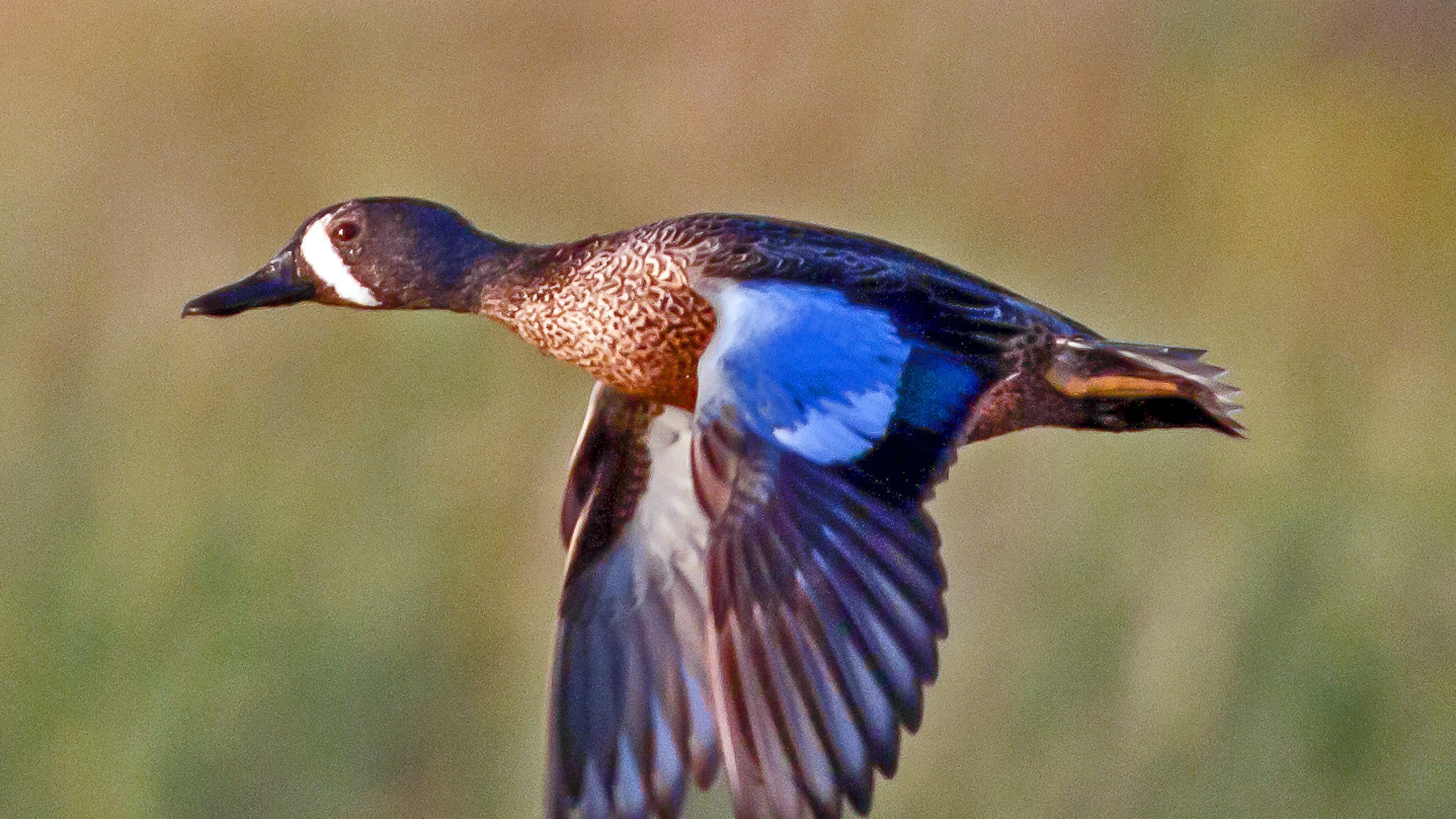 The blue-winged teal (male shown here) begins fall migration south in August, long before other migratory duck species. The bird is known for its intolerance to cold weather. (Courtesy of Dan Pancamo/Creative Commons)