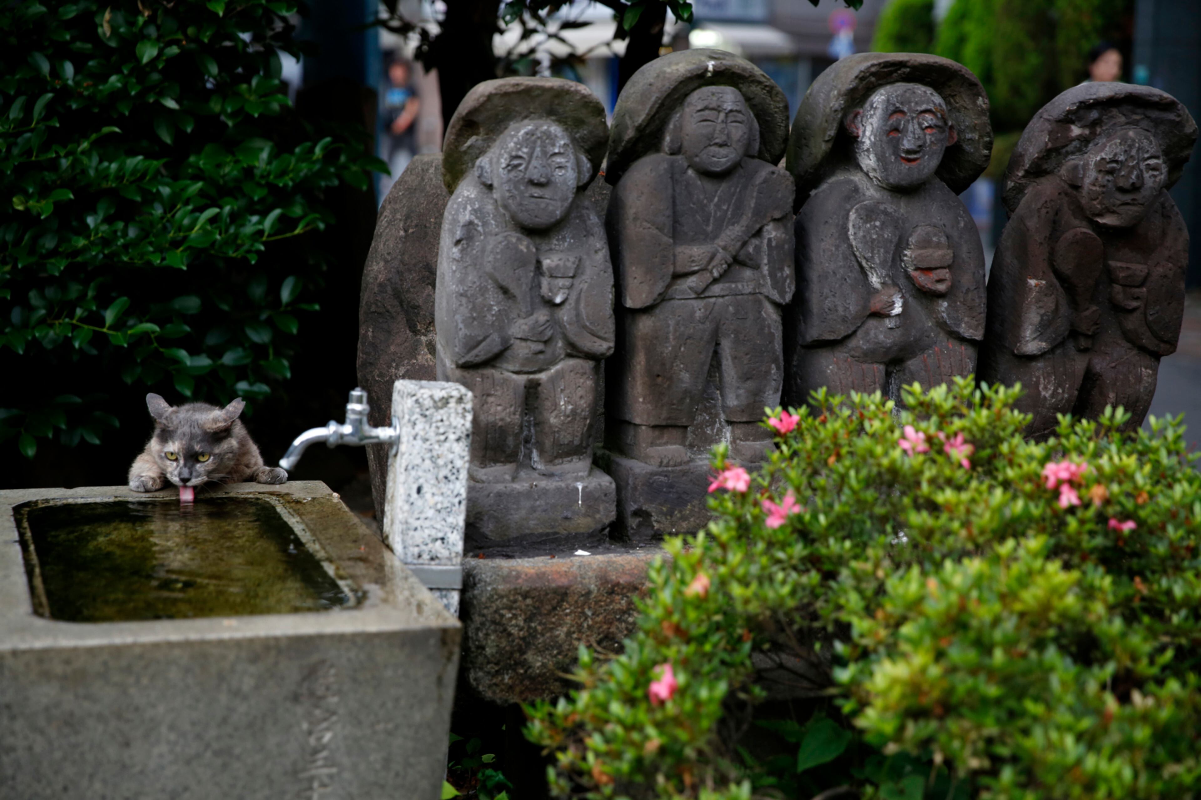 A stray cat drinks water near a row of small statues of "jizo," the guardian deity of children, at Ikebukuro Suitengu shrine in Tokyo, Wednesday, June 28, 2017. (AP Photo/Shizuo Kambayashi)