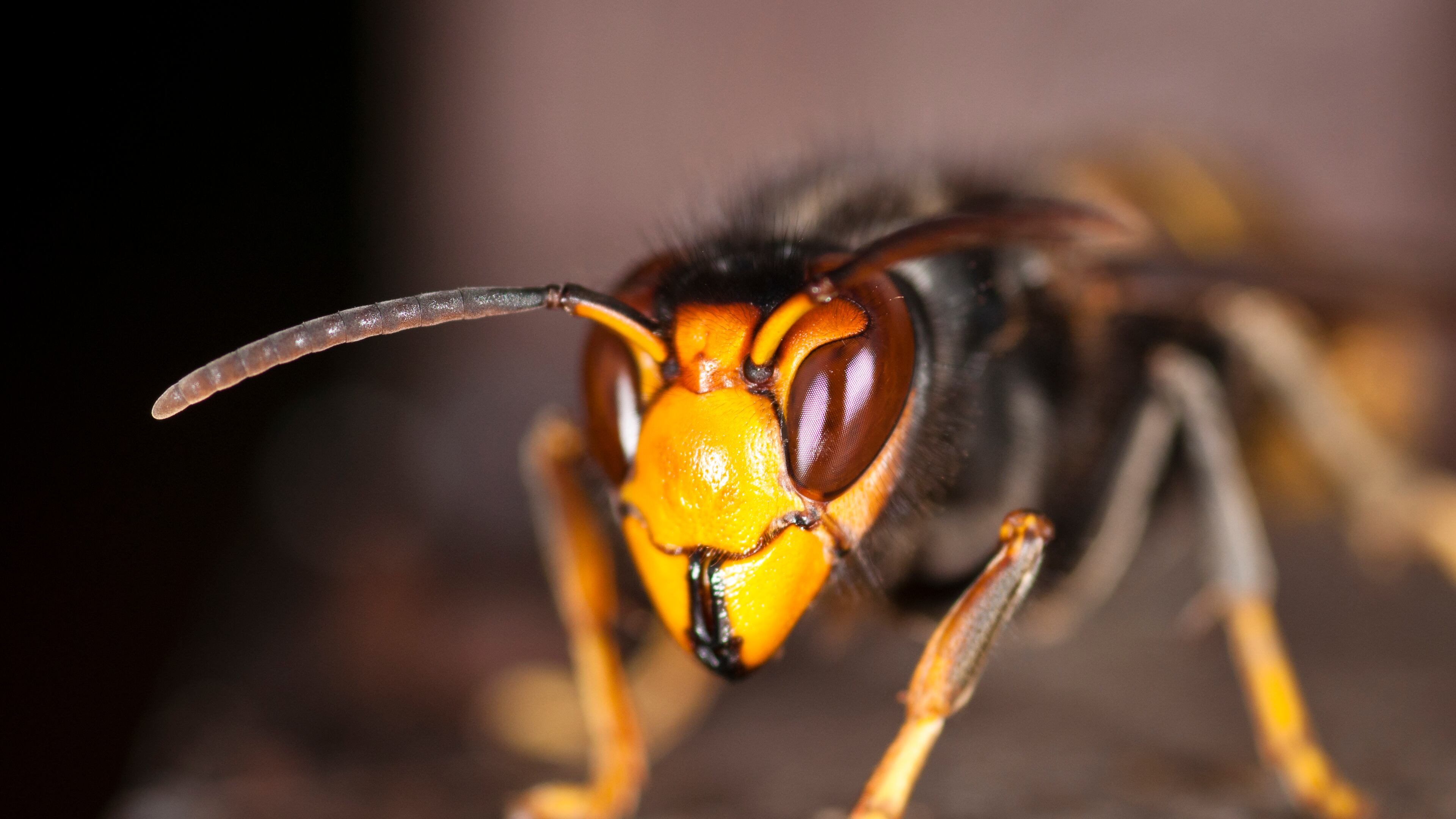 A file photo of a yellow-legged hornet. The species was found on U.S. soil in Georgia for the first time in August 2023.
