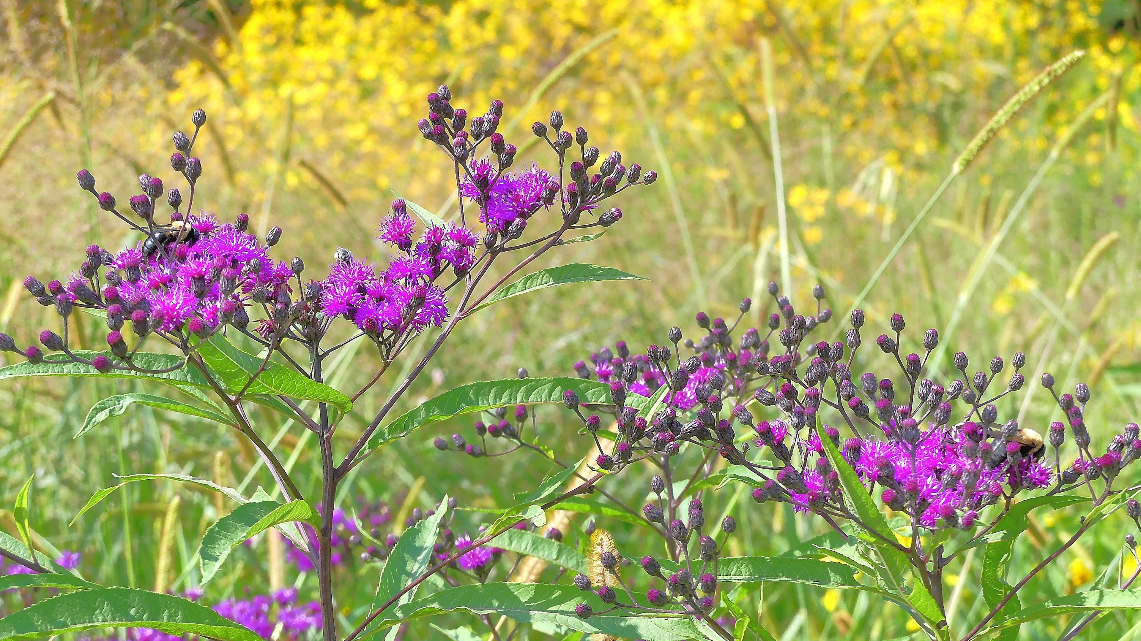 A dense cluster of yellow tickseed sunflowers provides a backdrop for purple-flowered tall ironweed on a sunny September day in a meadow of the Chattahoochee River National Recreation Area. (Courtesy of Charles Seabrook)