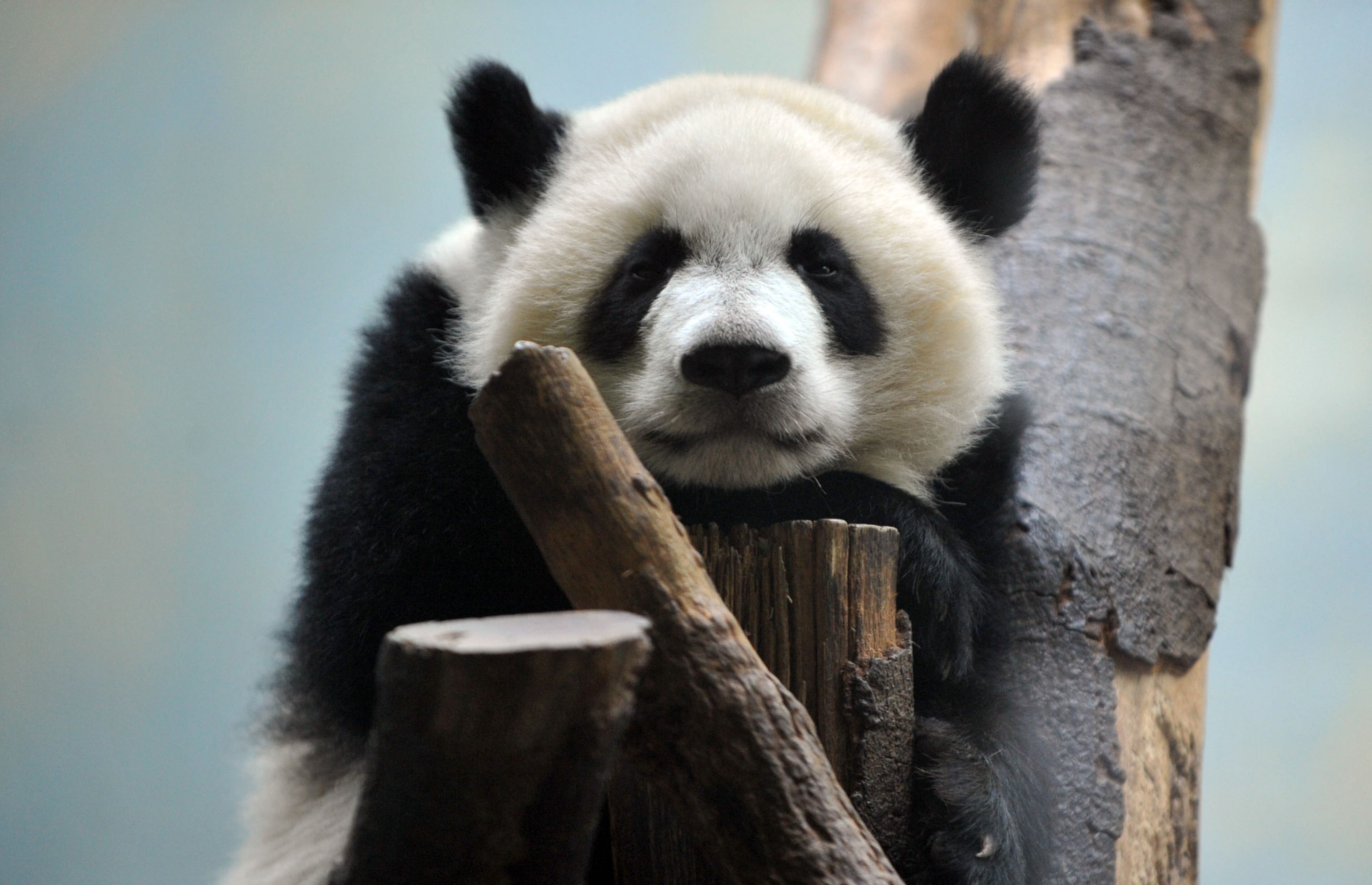 Giant panda twin Mei Lun rests in her enclosure at Zoo Atlanta, Wednesday, July 9, 2014. Born at 6:21 p.m. and 6:23 p.m. on the evening of July 15, 2013, Mei Lun and Mei Huan were the first giant pandas born in the U.S. in 2013 and are the only pair of surviving giant panda twins ever born in the U.S. The cubs are the fourth and fifth offspring of Lun Lun and Yang Yang; their older brothers, Mei Lan and Xi Lan, and older sister, Po, now reside at China's Chengdu Research Base of Giant Panda Breeding.