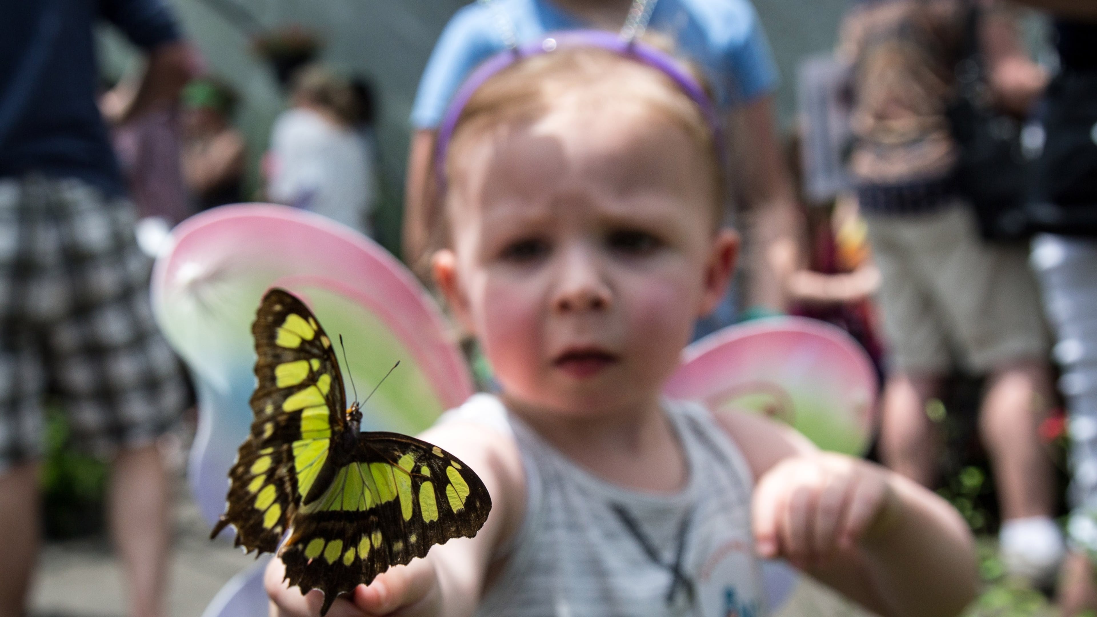 Parker Lewis, age 2 checks out a Malachite butterfly at the Butterfly Encounter during The Flying Colors Butterfly Festival in Roswell, GA June 3, 2018. STEVE SCHAEFER / SPECIAL TO THE AJC