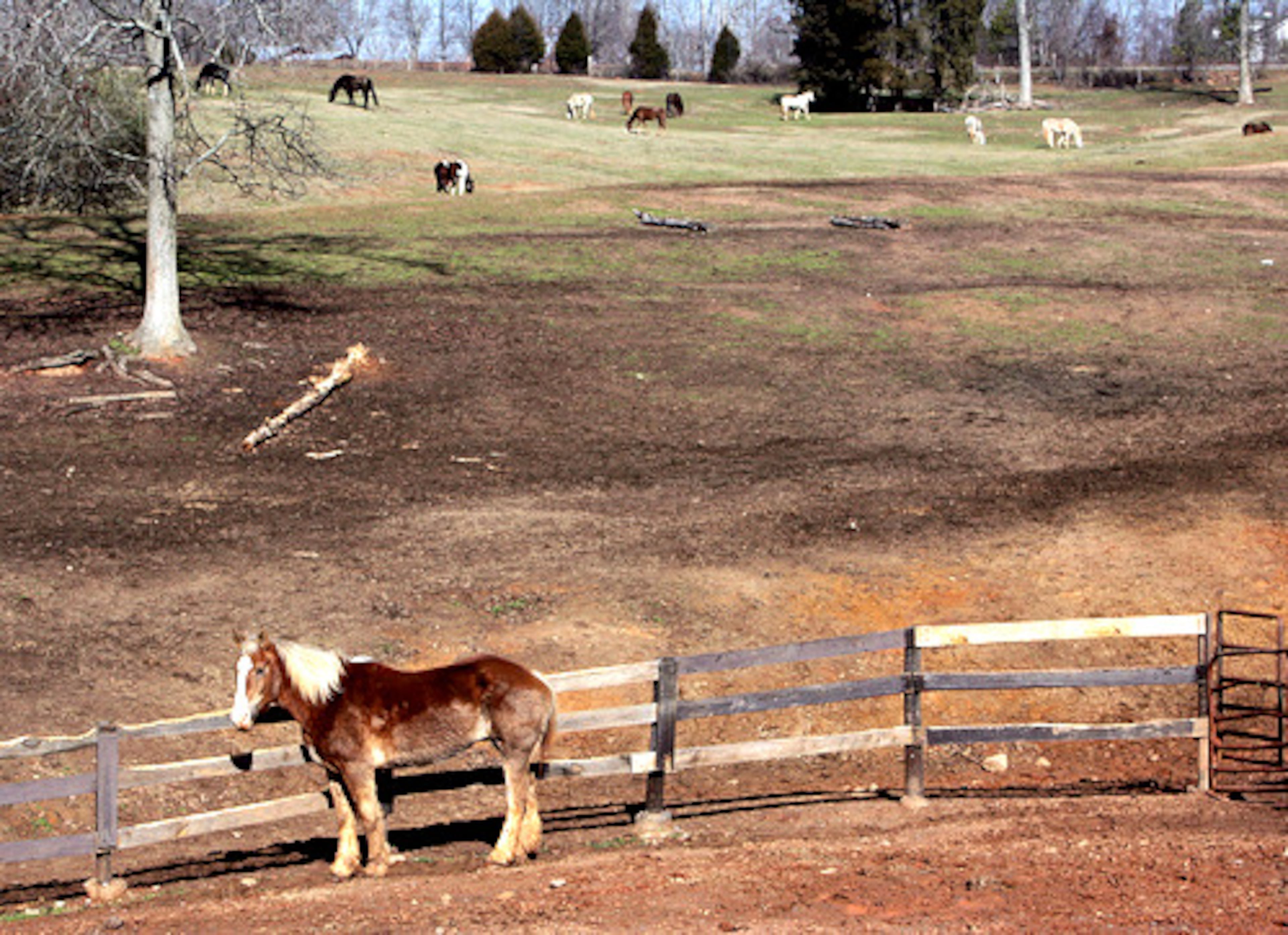 For many, 'Save the Horses' is the last stop. It's an alternative to auctions that may eventually land a horse in a slaughterhouse.