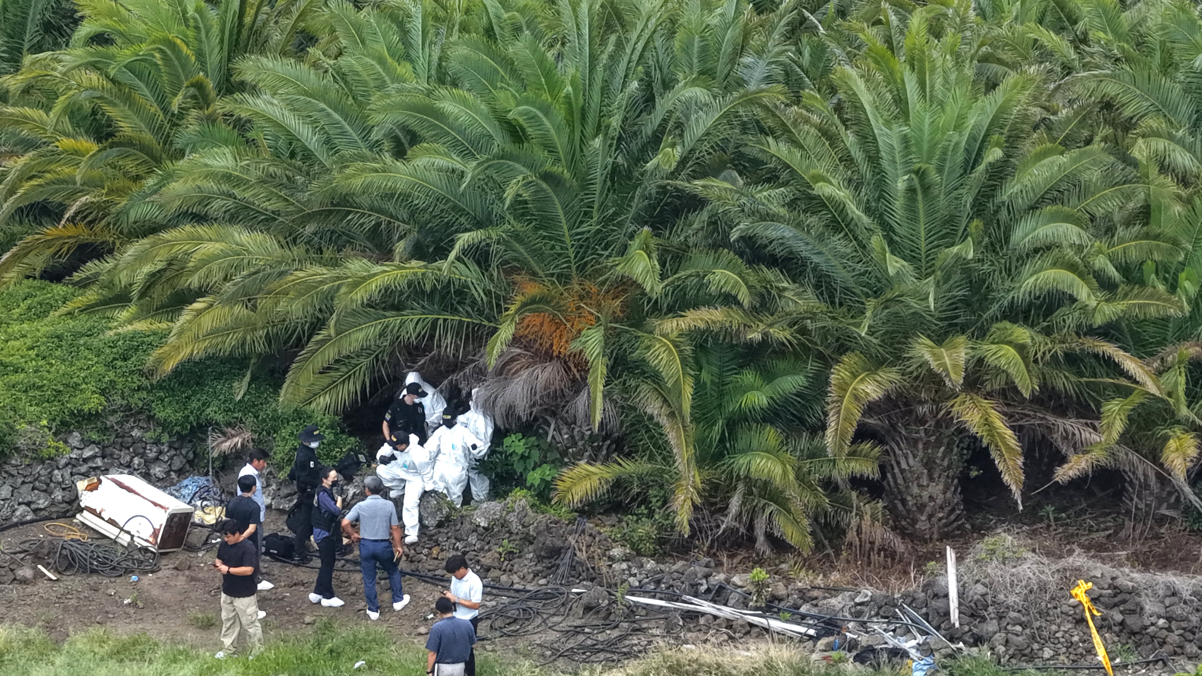 Police officers examine the scene at a palm tree farm where the body of missing woman, Jang Mi-ran, was found on Jeju Island, South Korea, Monday, Aug. 24, 2026. (Park Ji-ho/Yonhap via AP)