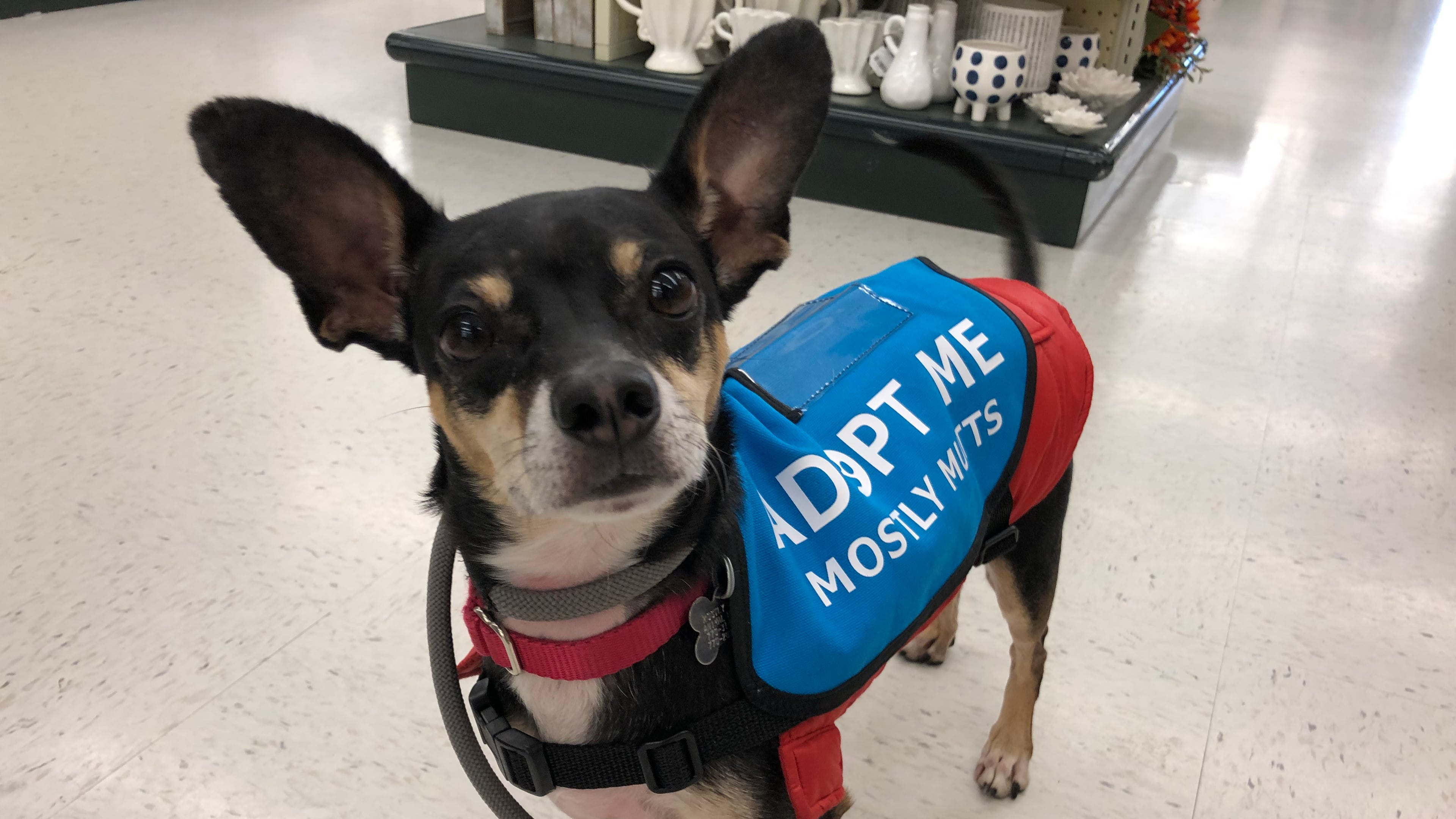 Meet Abe, s a 5-year -old dachshund and miniature pincher blend. His Instagram page is “Abe the Babe.”