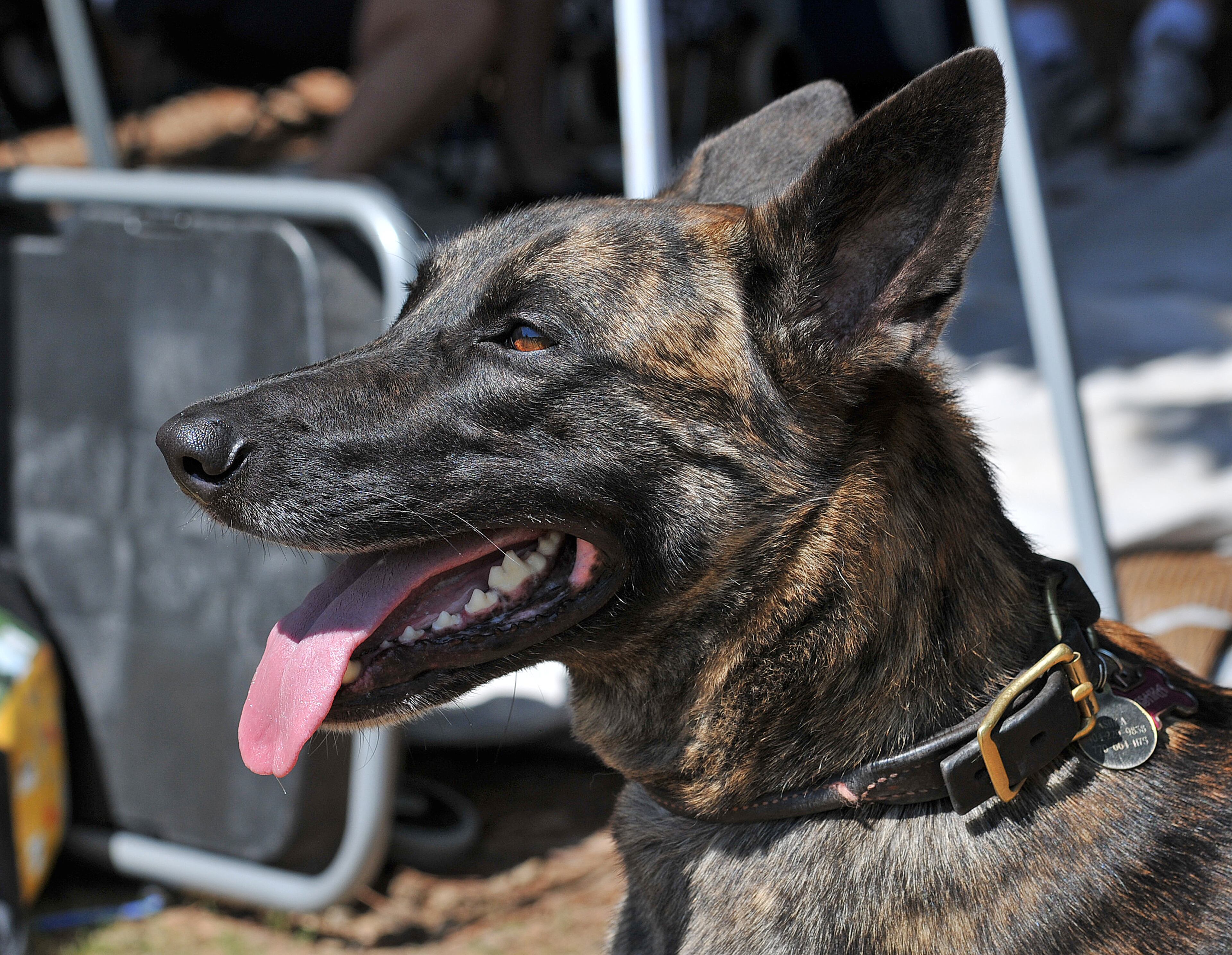 Ashka, a 2-year-old Dutch shepherd, watches the competition at the DockDogs World Championship Qualifying event at Stone Mountain Park on Saturday. (CHRIS HUNT/SPECIAL)