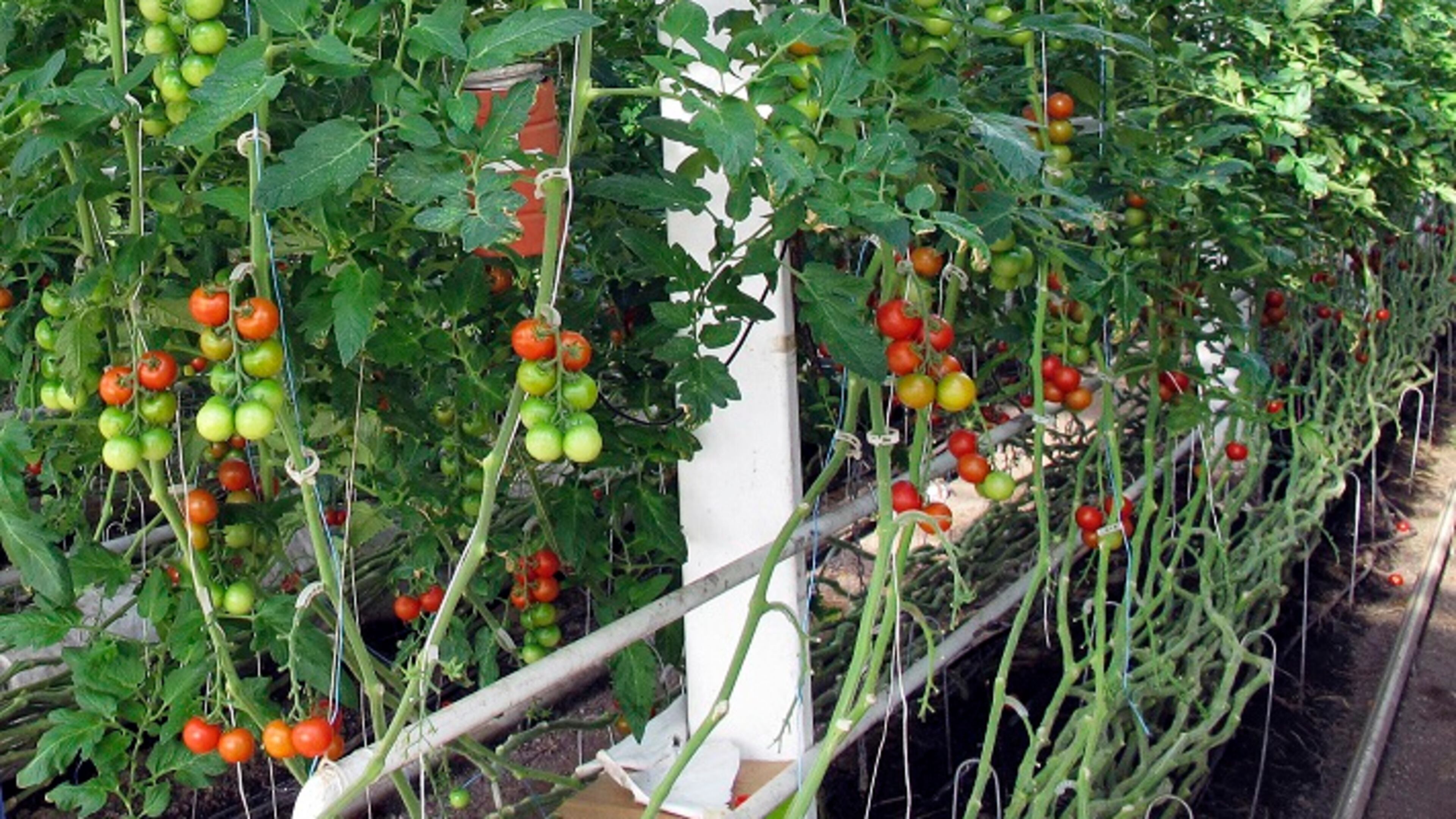 In this April 2, 2018, photo, organic tomatoes grow on vines planted in soil in a greenhouse at Long Wind Farm in Thetford, Vt. Owner Dave Chapman is a leader of a farmer-driven effort to create an additional organic label that would exclude hydroponic farming and concentrated animal feeding operations. (AP Photo/Lisa Rathke)