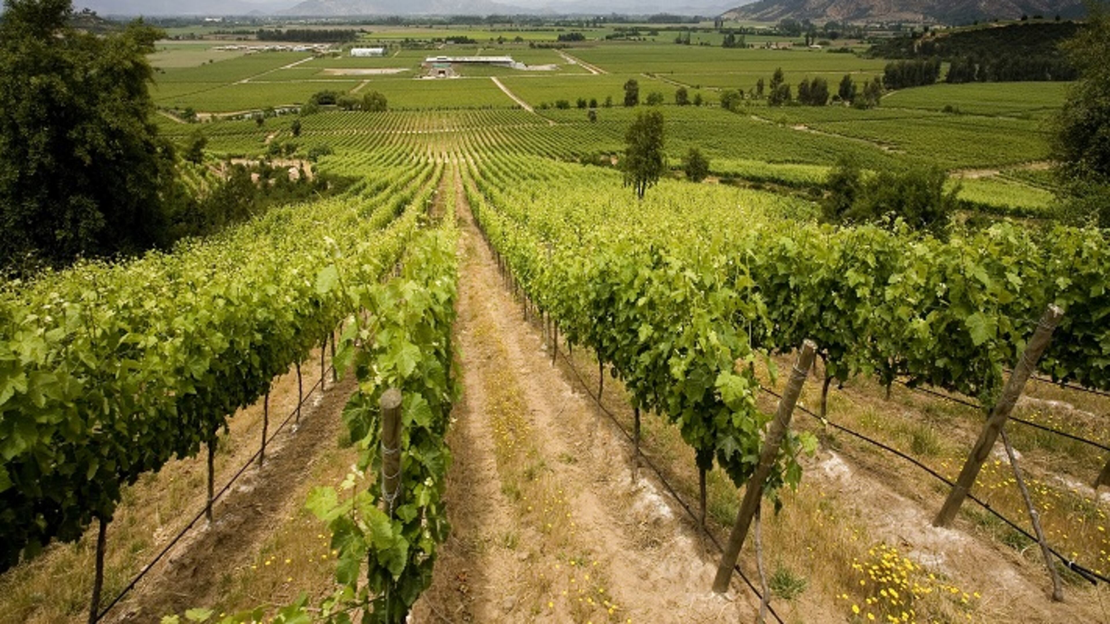 The majority of the Chile's wine regions fall between the 32nd and 38th parallels, a pocket where good things have been happening with wine for a long time. (Dreamstime/TNS)