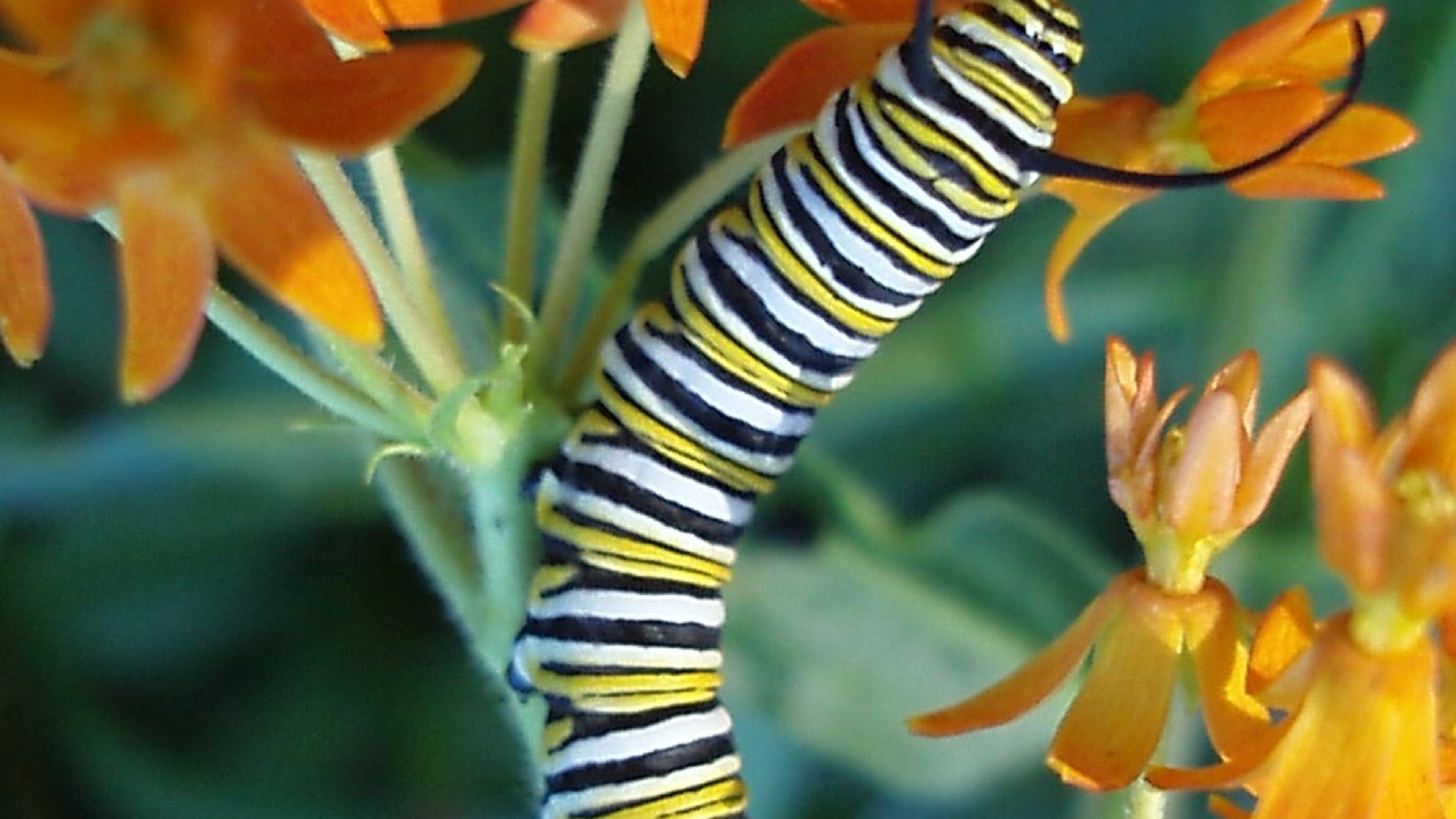 According to Owlcation.com, Janet Hanser’s is probably of a monarch caterpillar. One of the best-known butterflies in North America, the monarch is famous for its astounding winter migration across half a continent to the piney mountains in Mexico. Monarch caterpillars sport many narrow bands of black, yellow, green and white. They also have four distinctive ‘antennae,’ two on each end. The monarch caterpillar eats only milkweed plants, which have a toxic white sap that flows when a leaf or branch is broken, giving the plant its common name. It’s thought that this species takes on the poison of the milkweed’s leaves, which protects it from predators; since the big orange butterfly is toxic, other butterflies try to copy it. This is called mimicry, and there are many species that look like the monarch for this reason.
