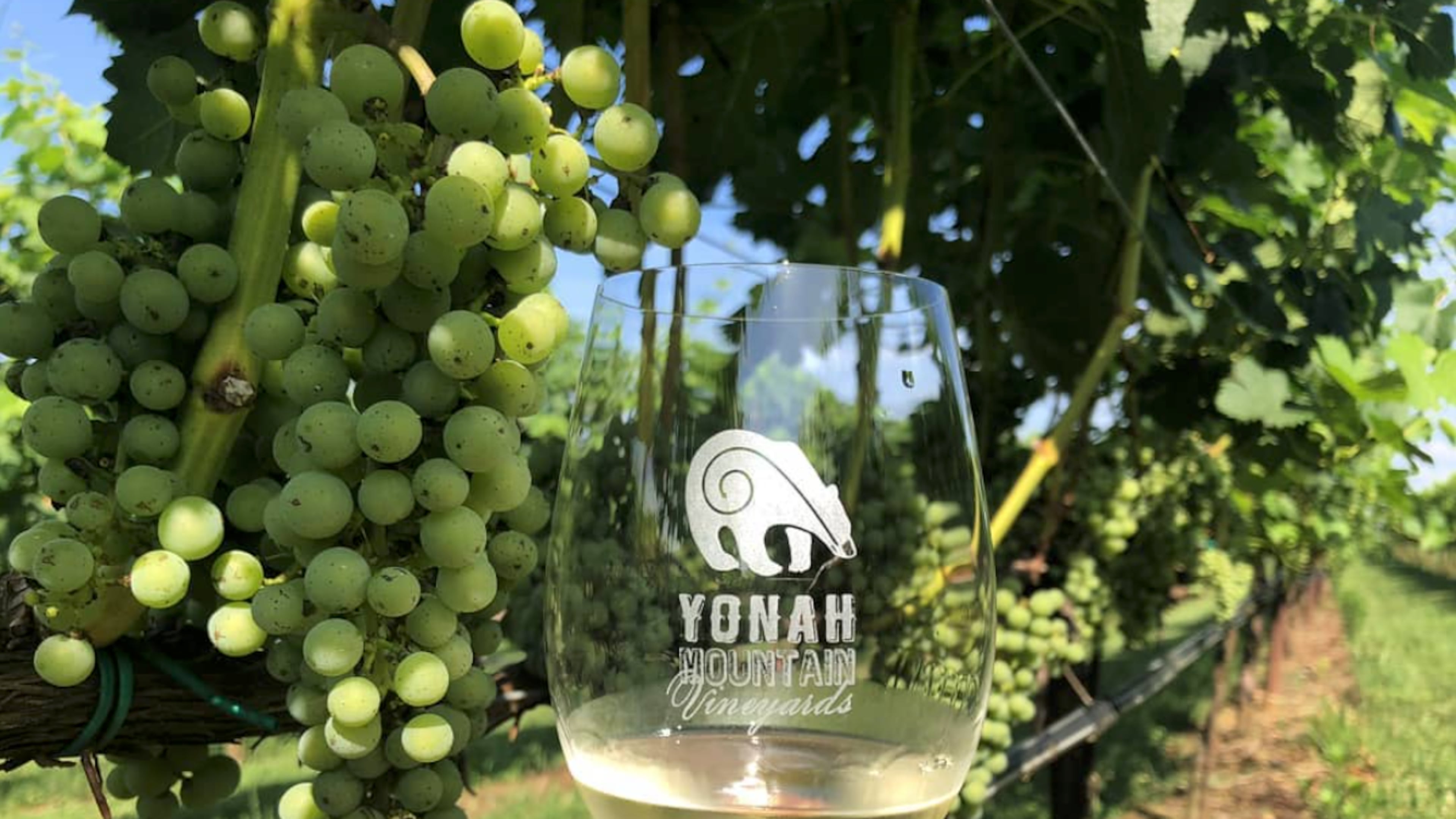 Crush Fest is a day filled with live music, food trucks, award-winning wines, an artisan market, and, as you might have guessed, a traditional barefoot grape stomping.
