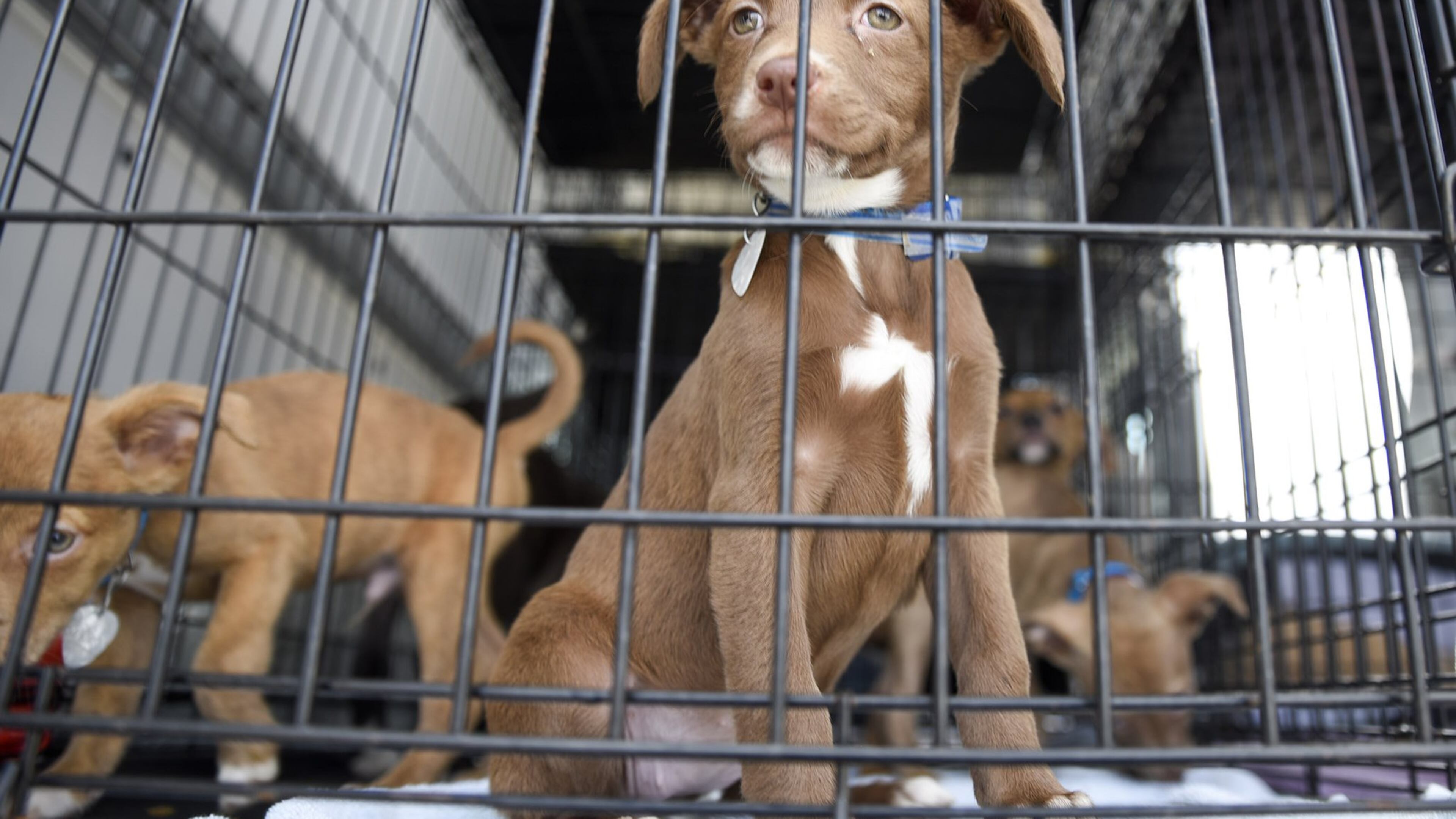 24 dogs are being evacuated from Dillon, South Carolina to the Gwinnett County Animal Shelter in Lawrenceville.