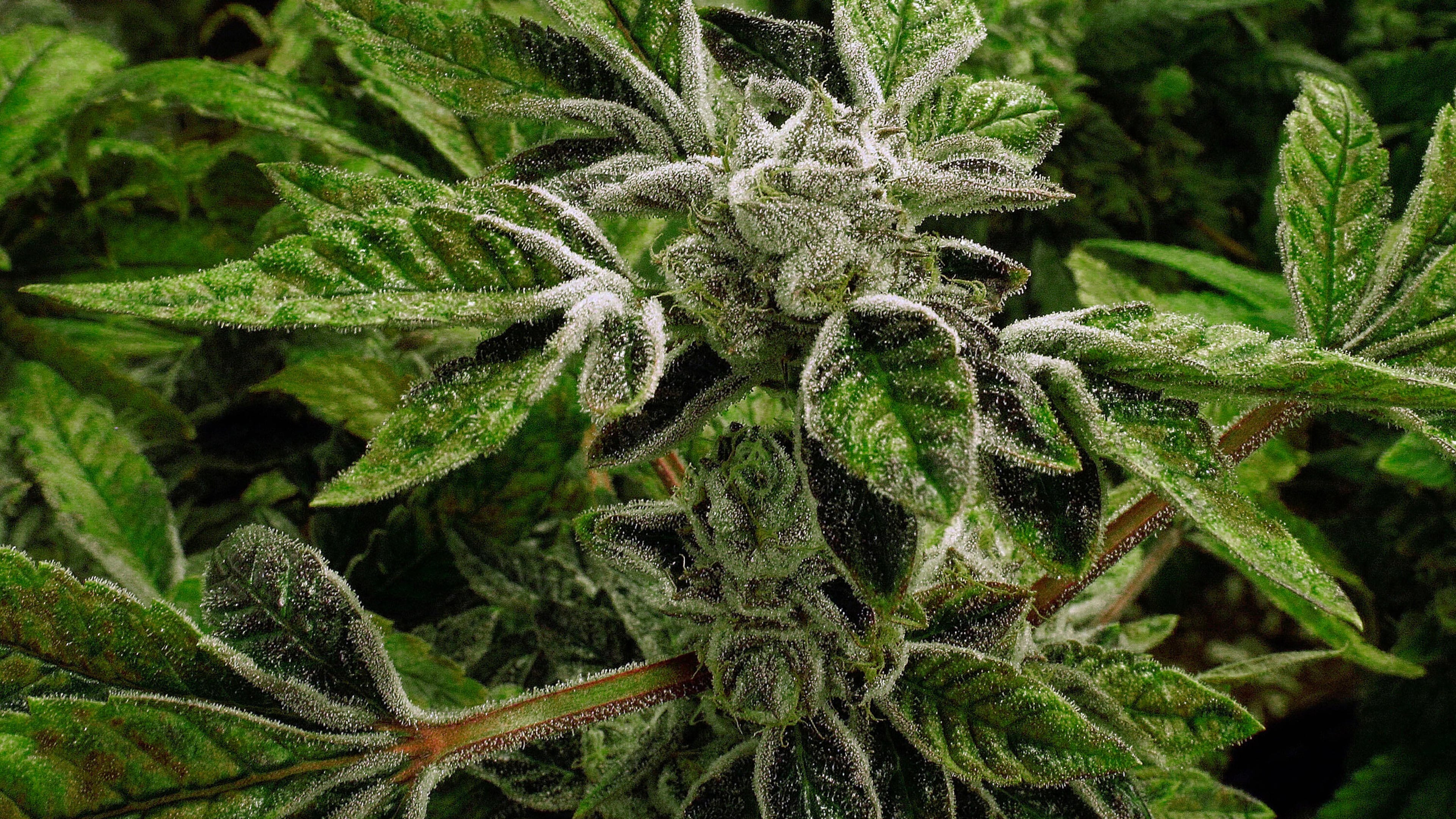 FILE - In this Sept. 15, 2015 file photo, marijuana plants with their buds covered in white crystals called trichomes, are a few weeks away from harvest at the Ataraxia medical marijuana cultivation center in Albion, Ill.. (AP Photo/Seth Perlman, File)