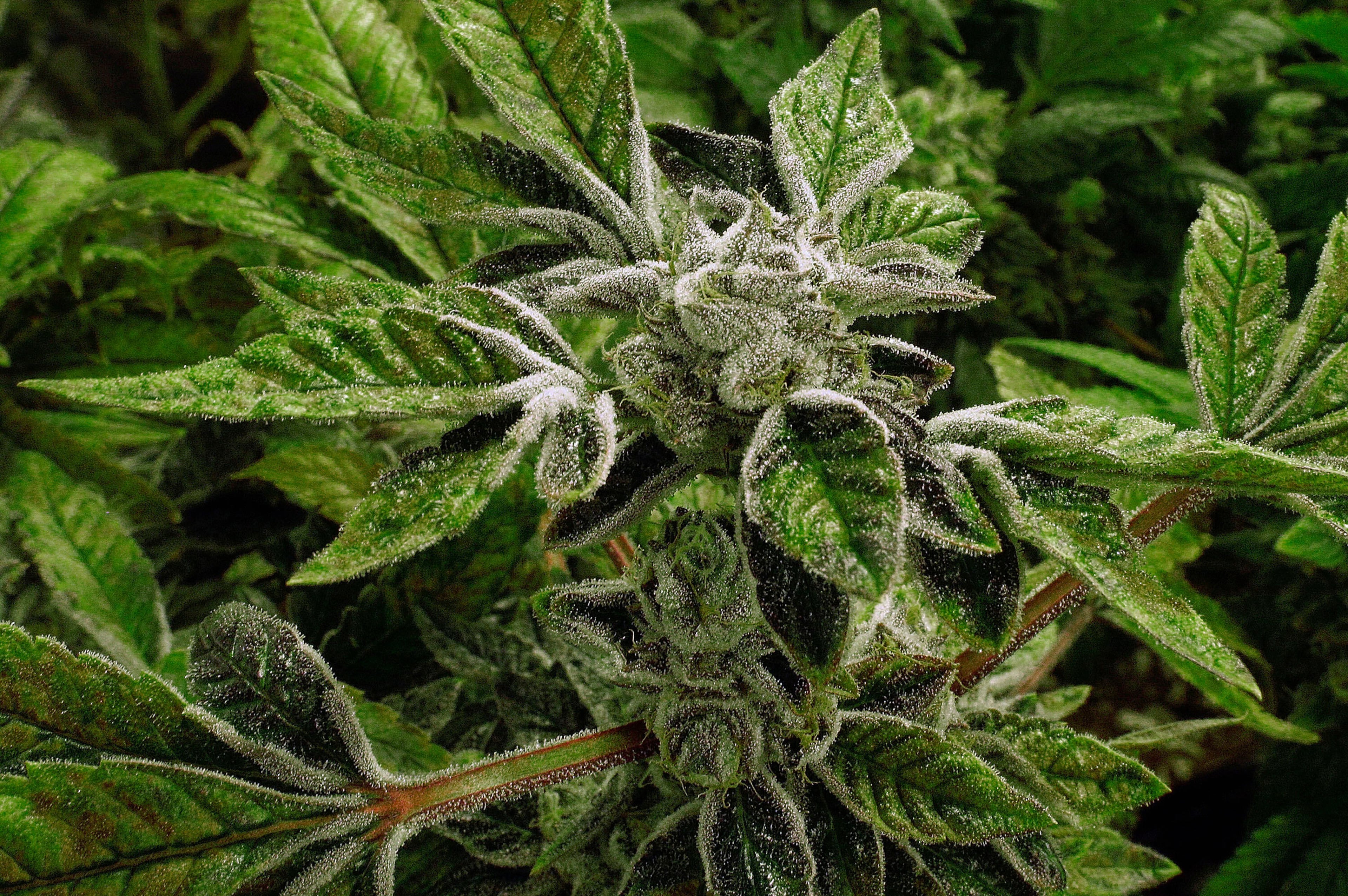 Trump Marijuana Reclassification