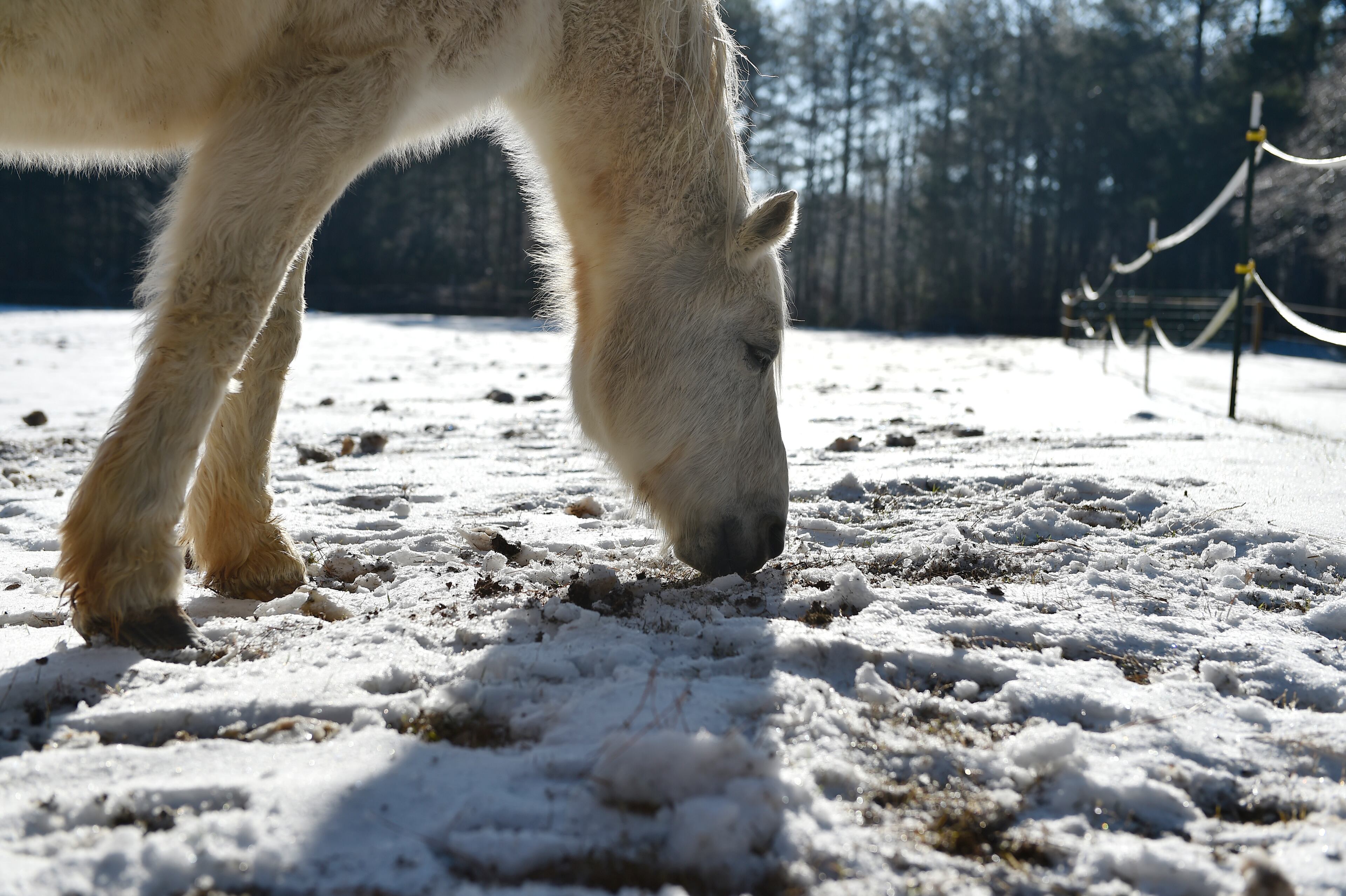 January 7, 2017, Alpharetta - A horse eats what little grass is left under the snow and ice in Cumming, Georgia, on Saturday, January 7, 2017. Most of Central and North Georgia woke up to snow and ice following a winter storm warning. (DAVID BARNES / DAVID.BARNES@AJC.COM)