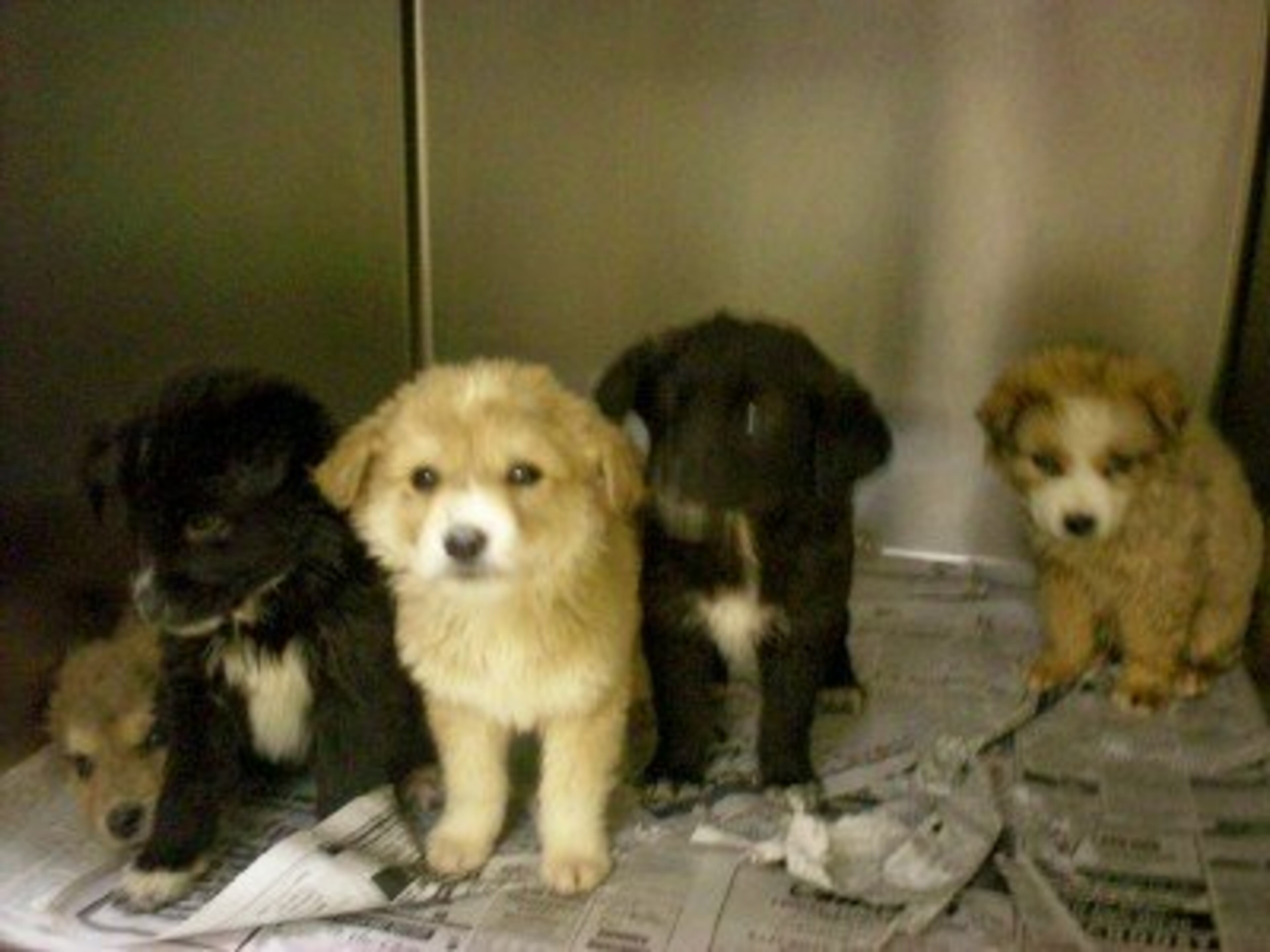 This is Andalucia's litter the day they came into the Southern Hope Humane Society shelter. Andalucia is the puppy on the far right.