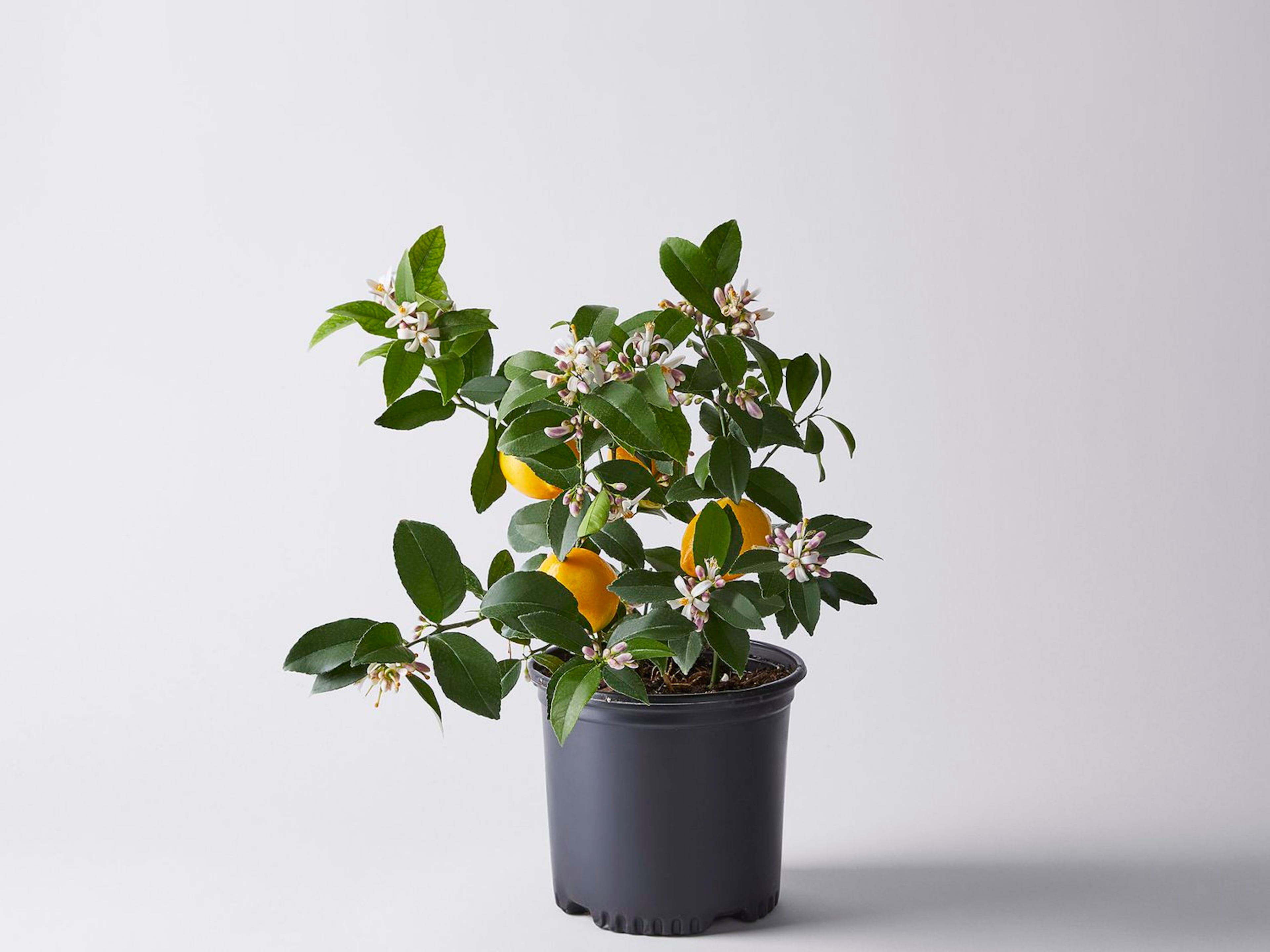 Meyer lemon tree from Via Citrus. (Courtesy of Via Citrus)