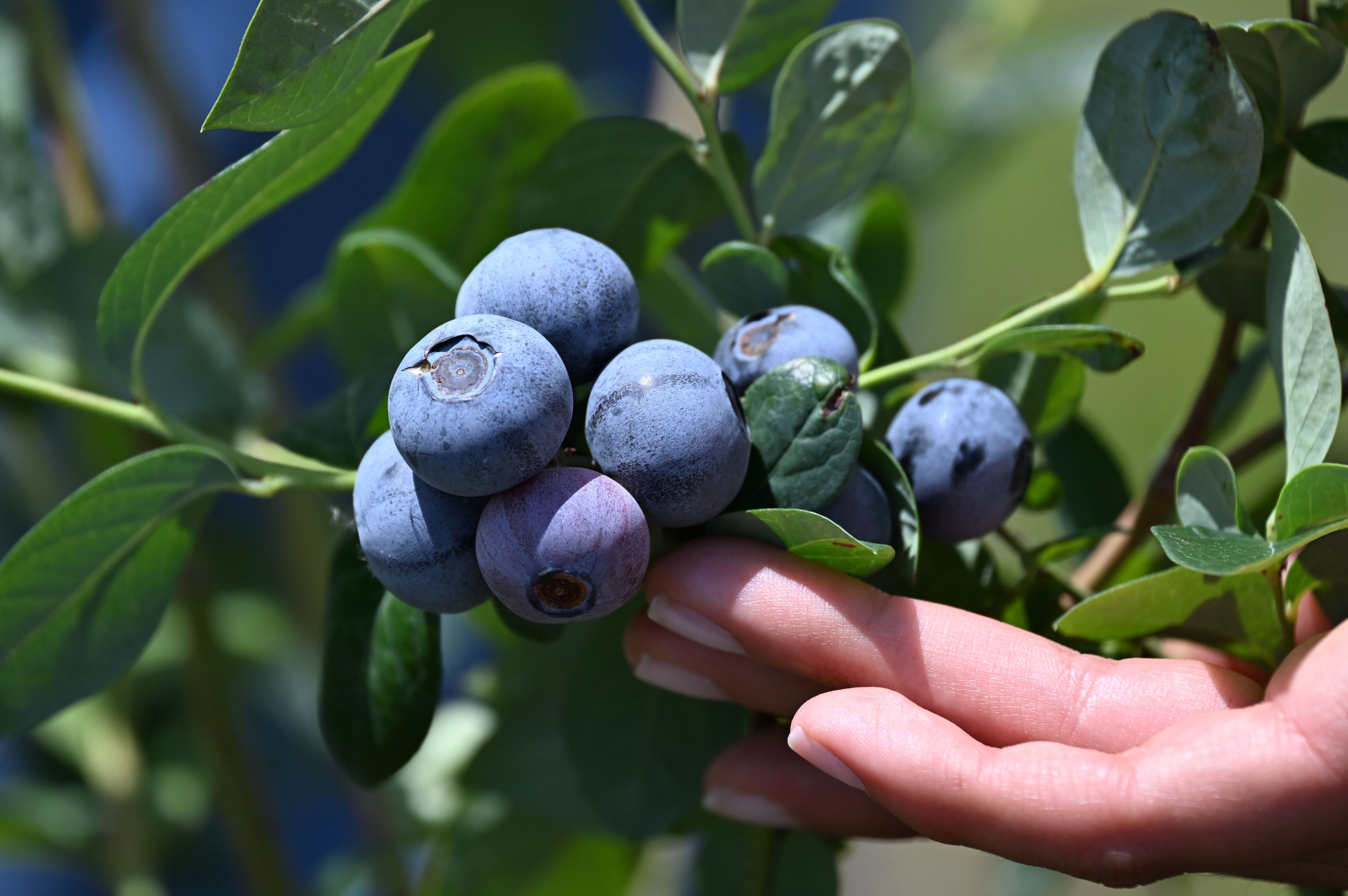 Blueberries in the Peach State