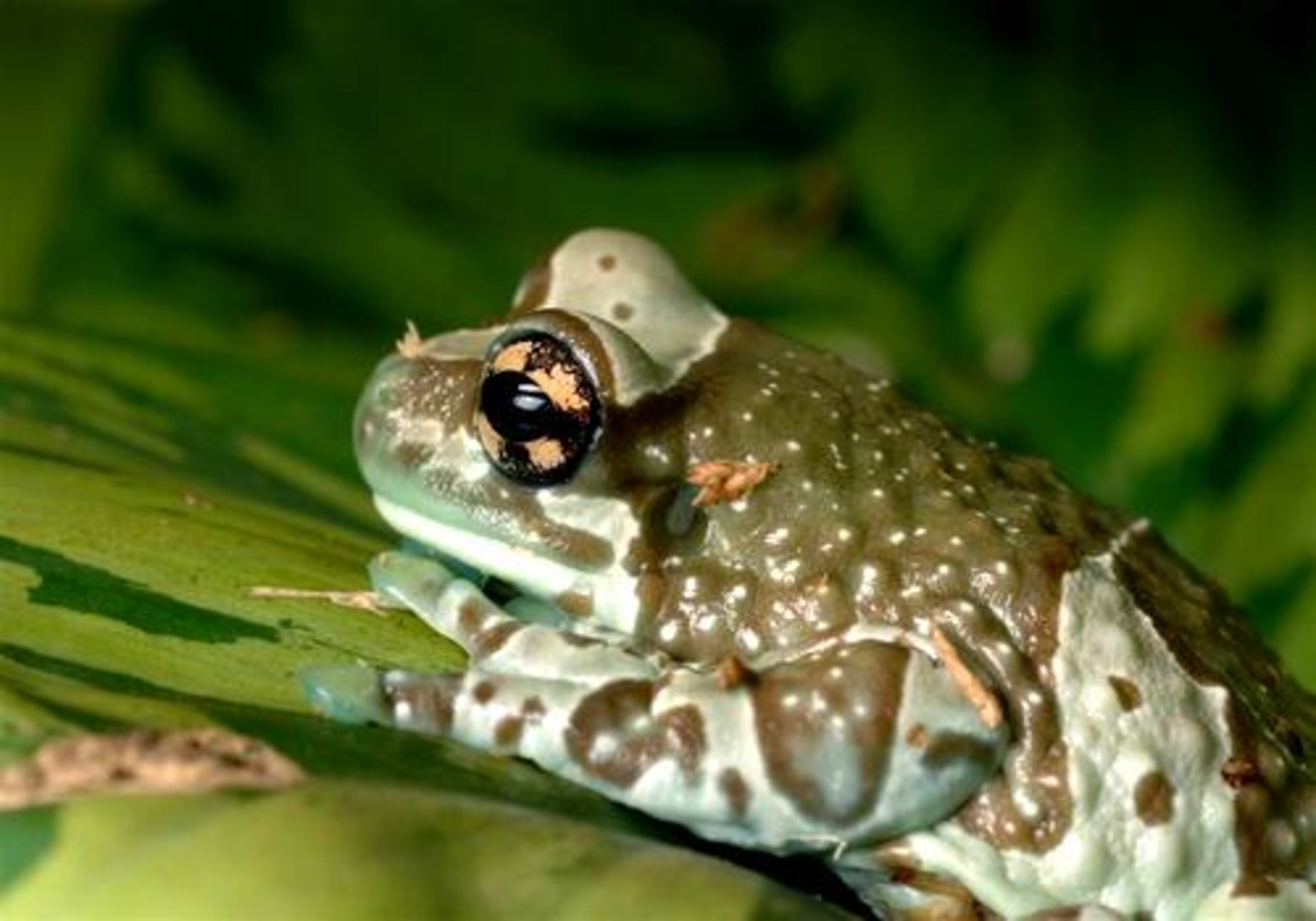 The Amazon Milk Frog is a large species of arboreal frog native to the rainforests of South America. They are fairly large frogs, attaining sizes of 2.5 to 4 inches in length. They are light grey in color with brown or black banding. As juveniles their patterning is much more contrasting and fades some as they age. Their skin has a slightly bumpy texture to it.