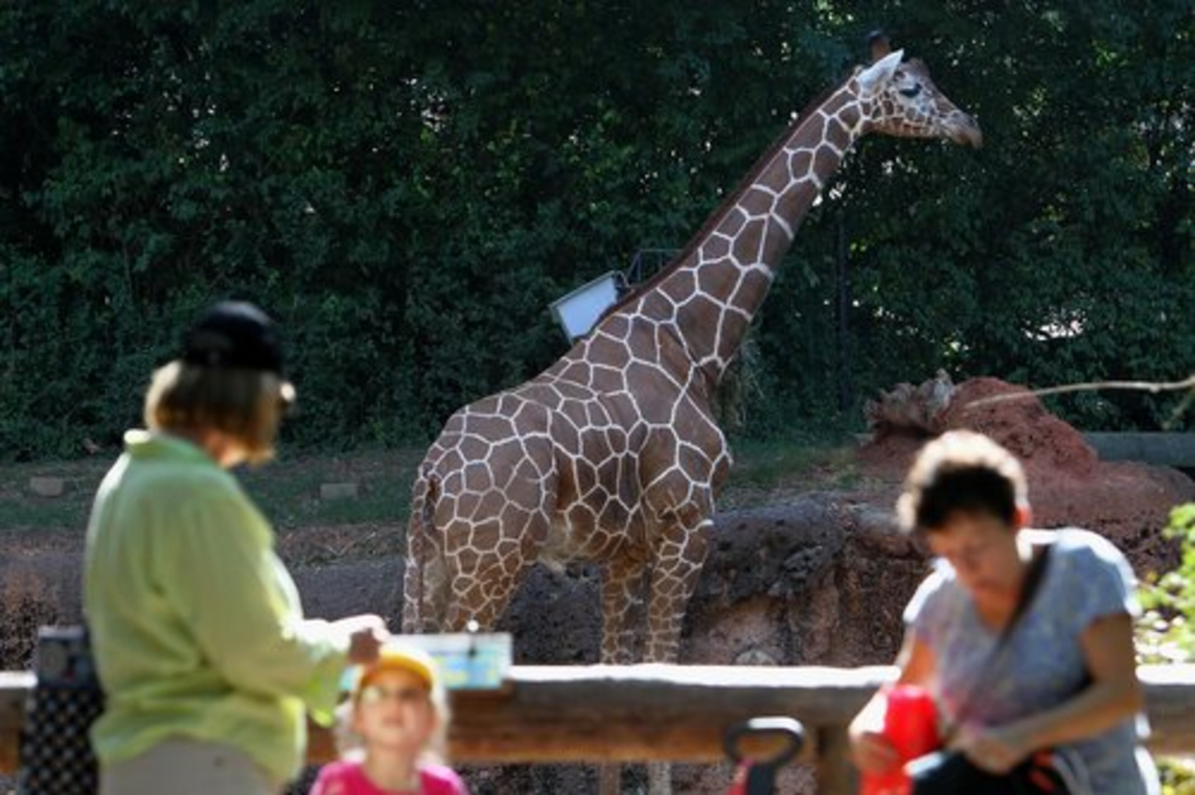 Abu roams in his habitat and is the calf's father.
