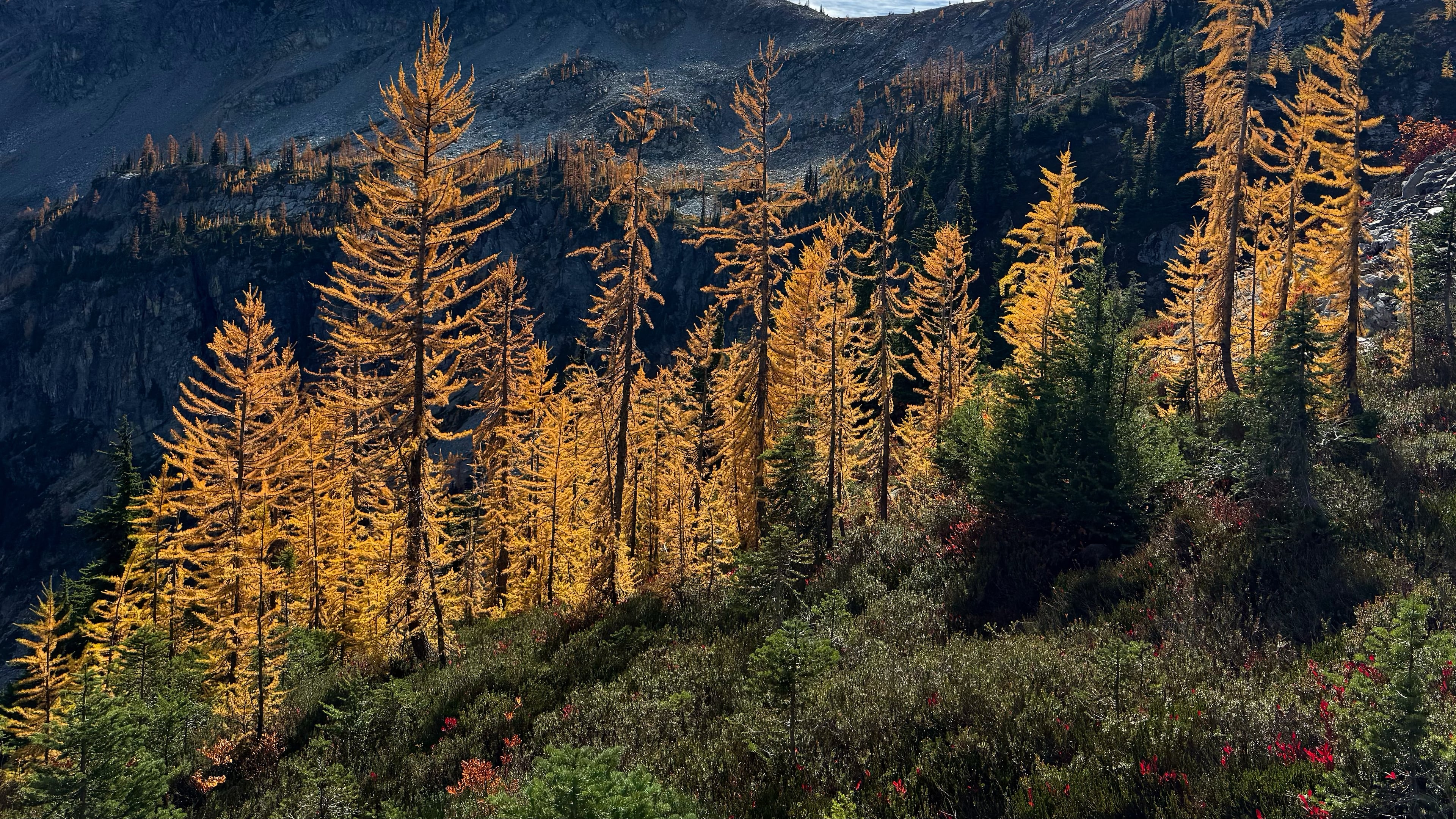 In this photo taken with a phone, golden larches glow in the sunlight in Okanogan-Wenatchee National Forest, near Mazama, Wash., Thursday, Oct. 8, 2026. (AP Photo/Annika Hammerschlag)