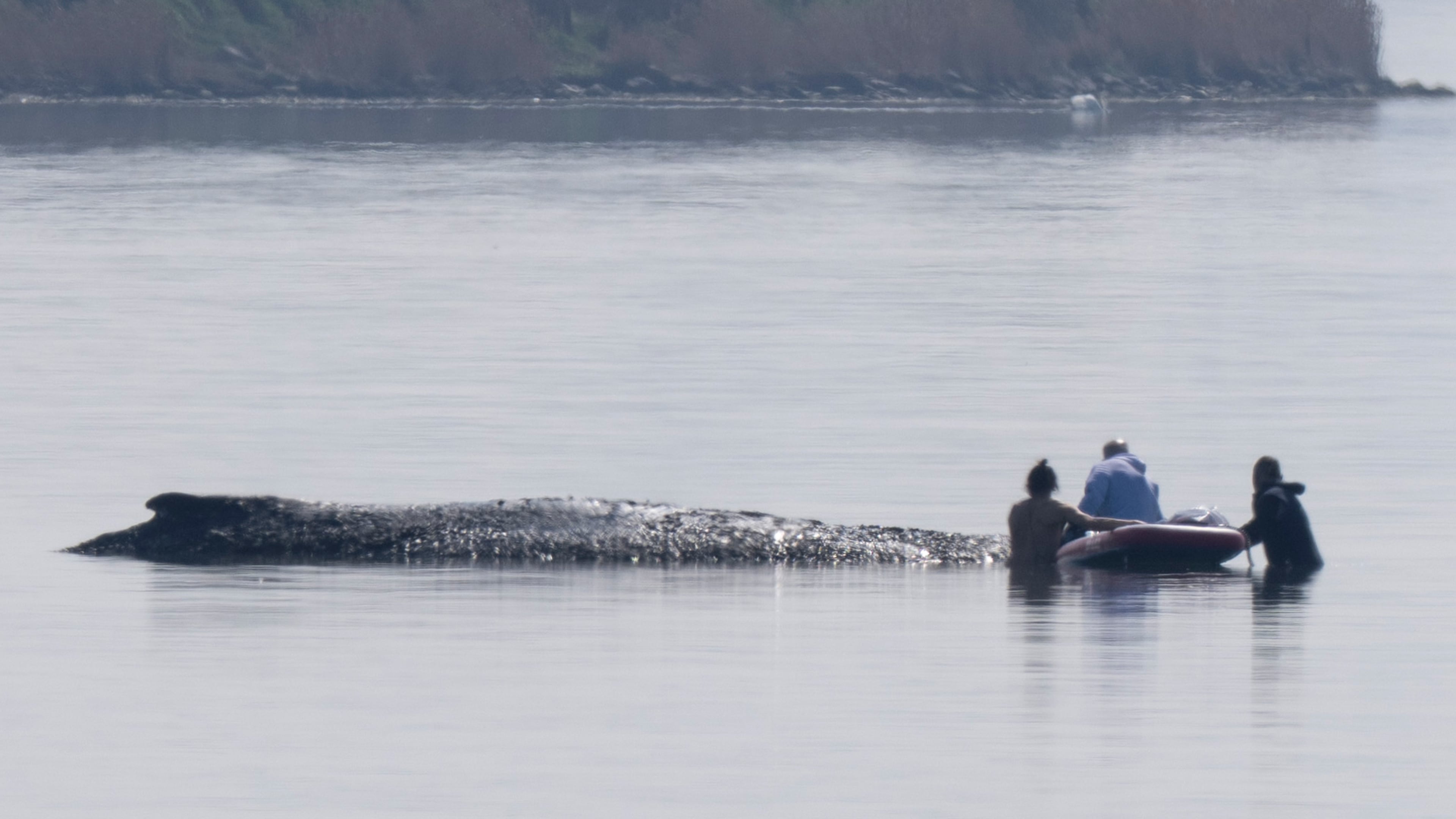 Helpers approach a humpback whale that is stuck off near the island of Poel, Weitendorf-Hof, Germany, Thursday, April 16, 2026. (Philip Dulian/dpa via AP)