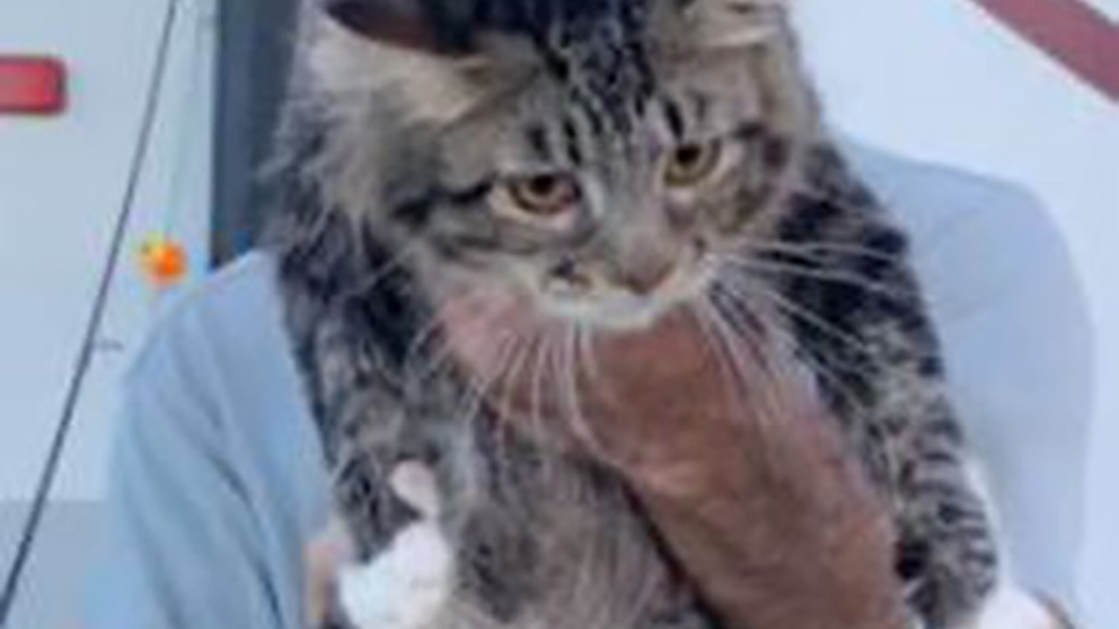 Stanley, a 9-month-old cat, was soaking wet after he was pulled from a Volusia County river Thursday.