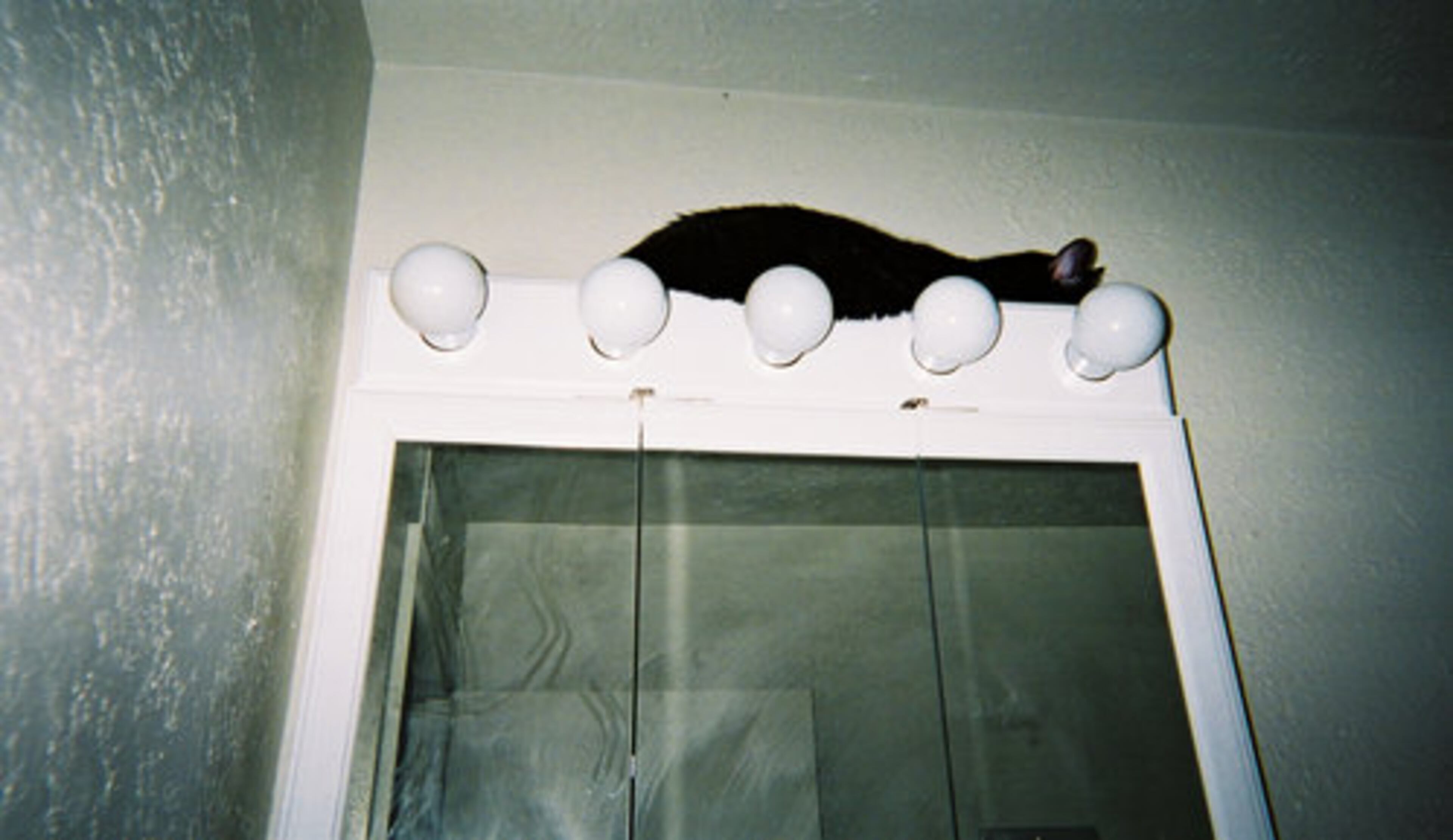 After searching for 3 hours, I found Gizmo on top of the bathroom light fixture.