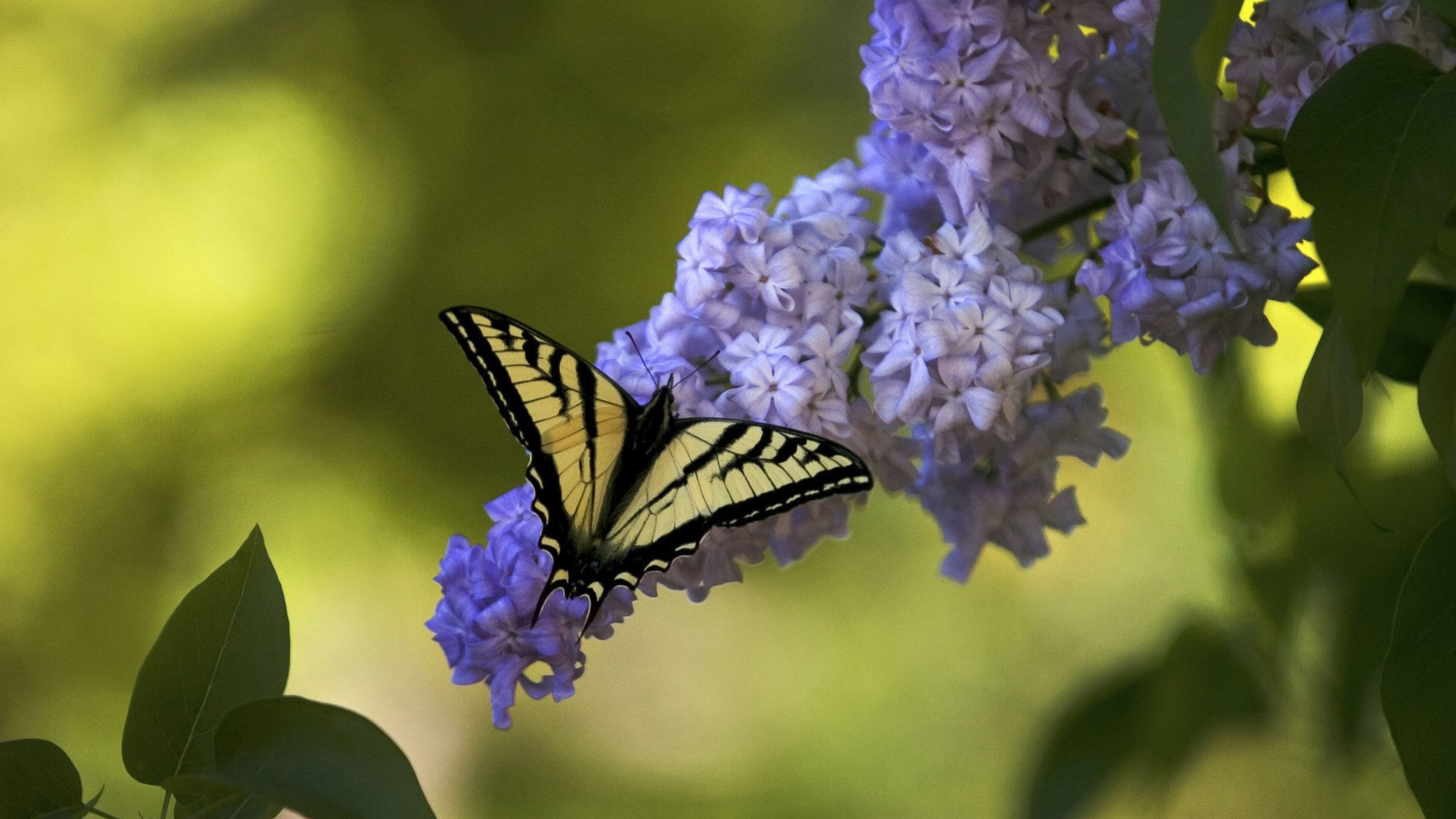 A Western tiger swallowtail feeds on nectar in a lilac bush in midtown Sacramento, Calif. (Lezlie Sterling/Sacramento Bee/TNS)