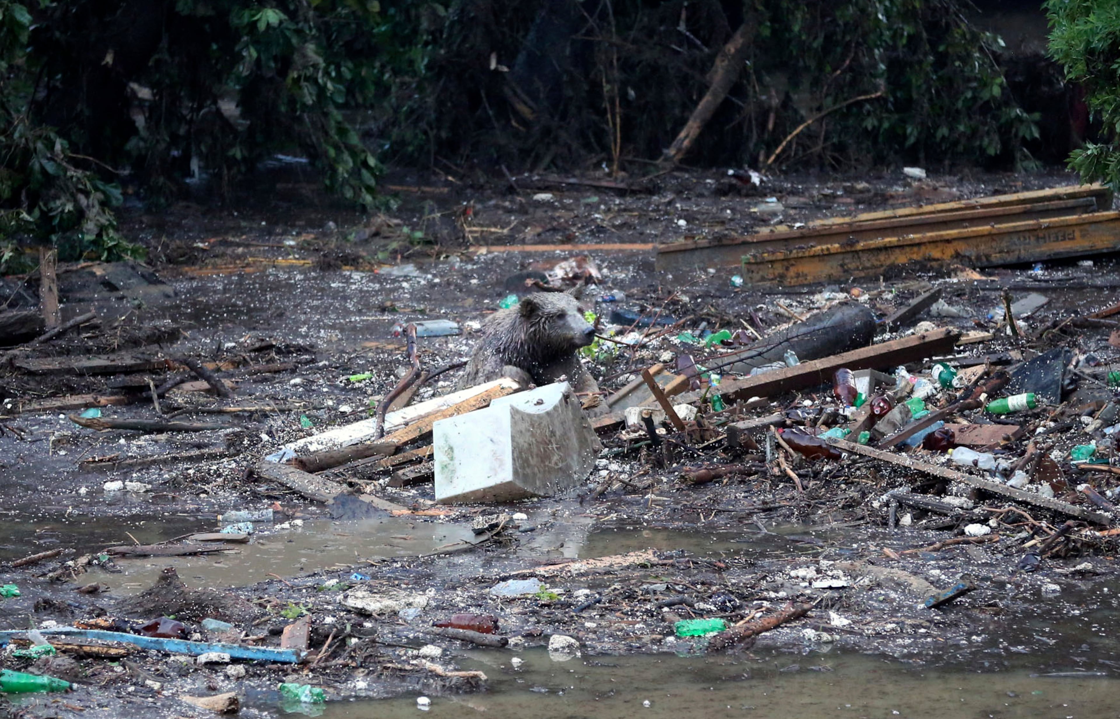 A bear tries to save itself from a flooded zoo area in Tbilisi, Georgia, Sunday, June 14, 2015. Tigers, lions, a hippopotamus and other animals have escaped from the zoo in Georgia�s capital after heavy flooding destroyed their enclosures, prompting authorities to warn residents in Tbilisi to say inside Sunday. At least eight people have been killed in the disaster, including three zoo workers, and 10 are missing. (AP Photo/Beso Gulashvili)