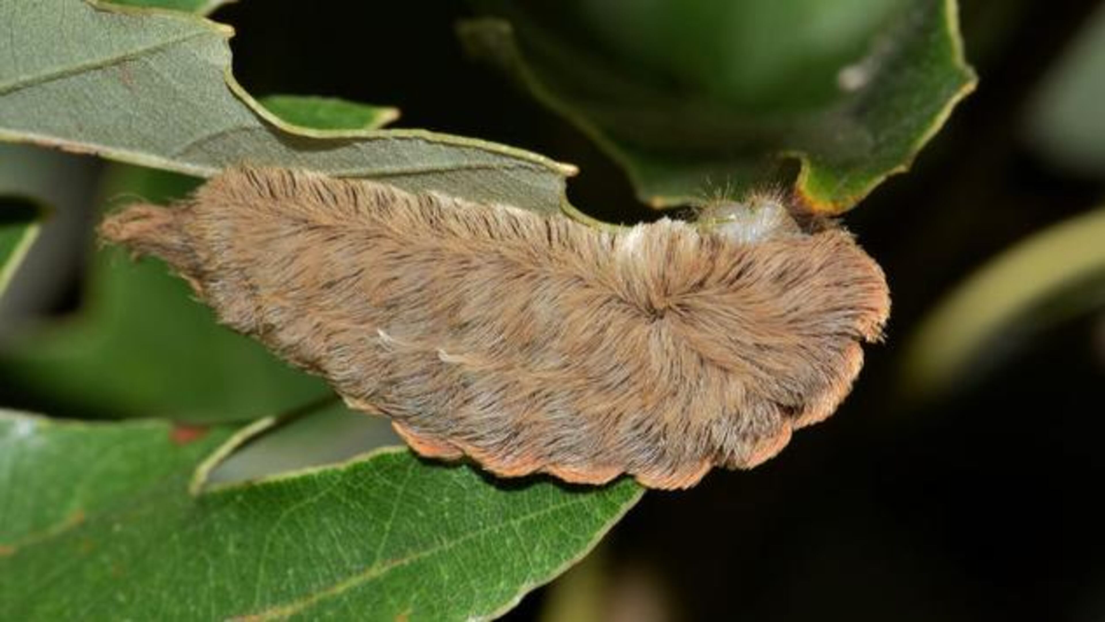 Megalopyge opercularis in larval from. It's better known as the puss catepillar and is regarded as dangerous due to its venomous spines.
