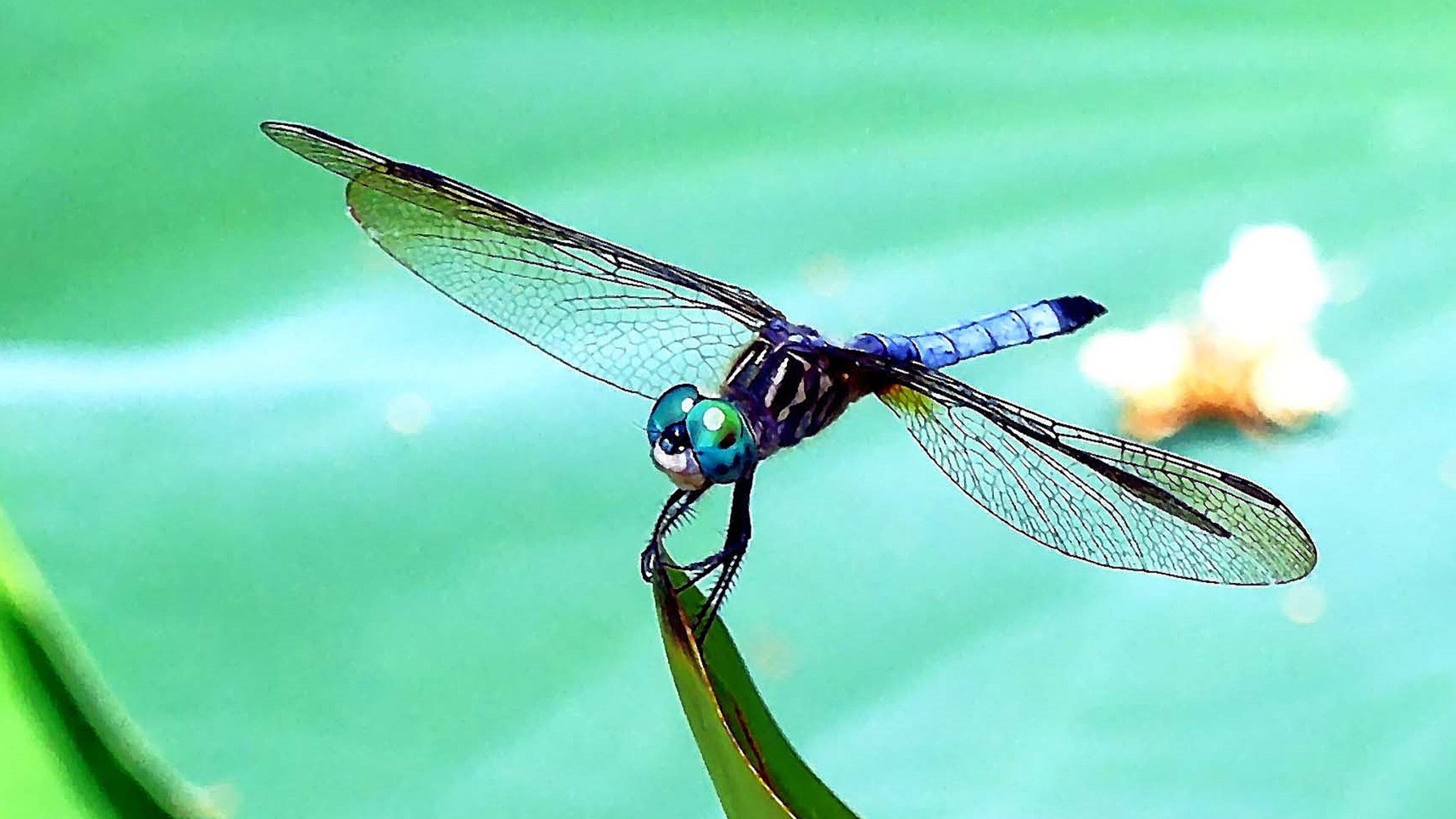 This blue dasher dragonfly is one of the creatures that seem to delight in the hot, sunny weather of the Dog Days, which traditionally run July 3-Aug. 11 — supposedly the hottest, muggiest days of summer. CHARLES SEABROOK