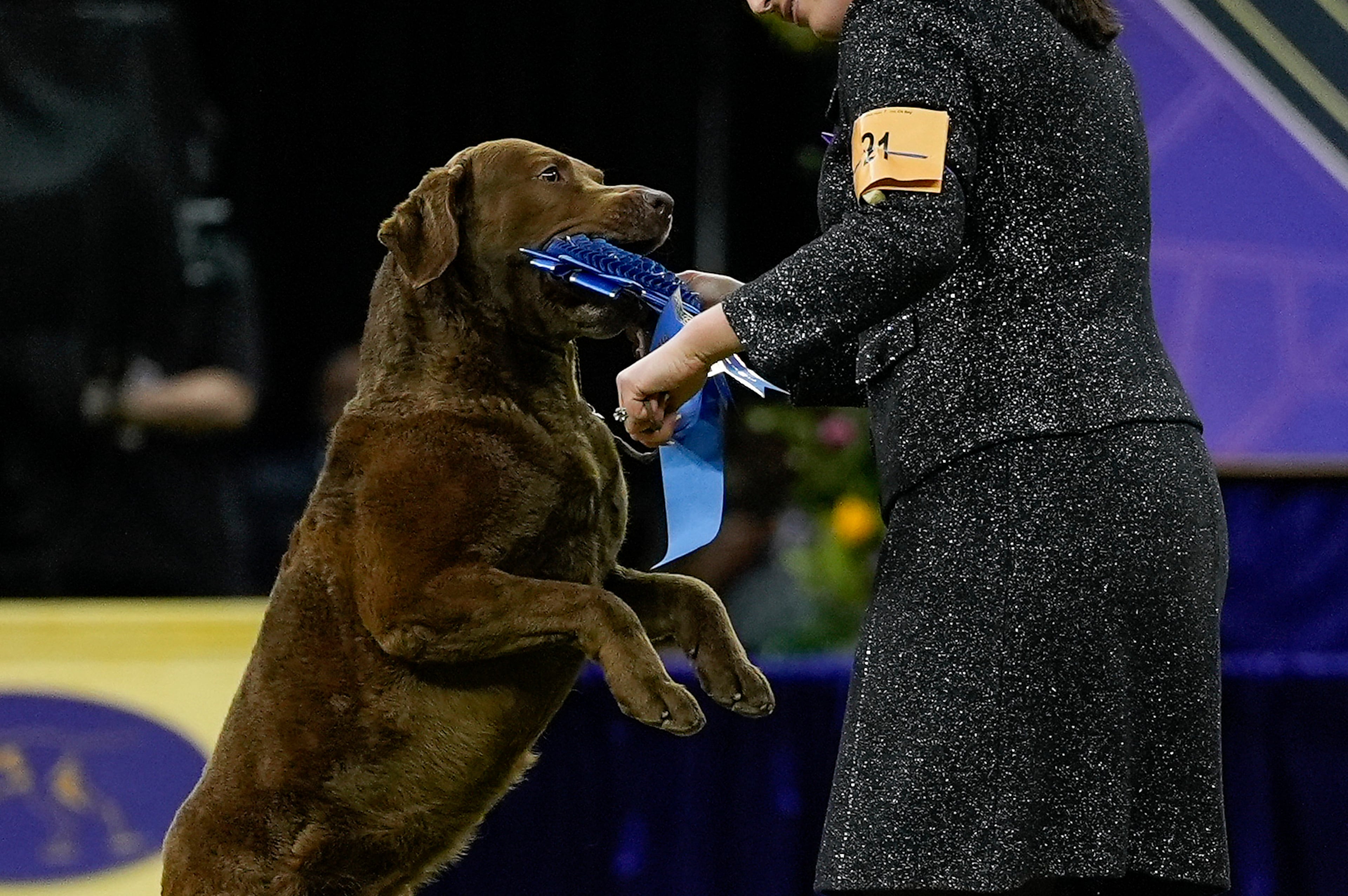 Westminster Dog Show