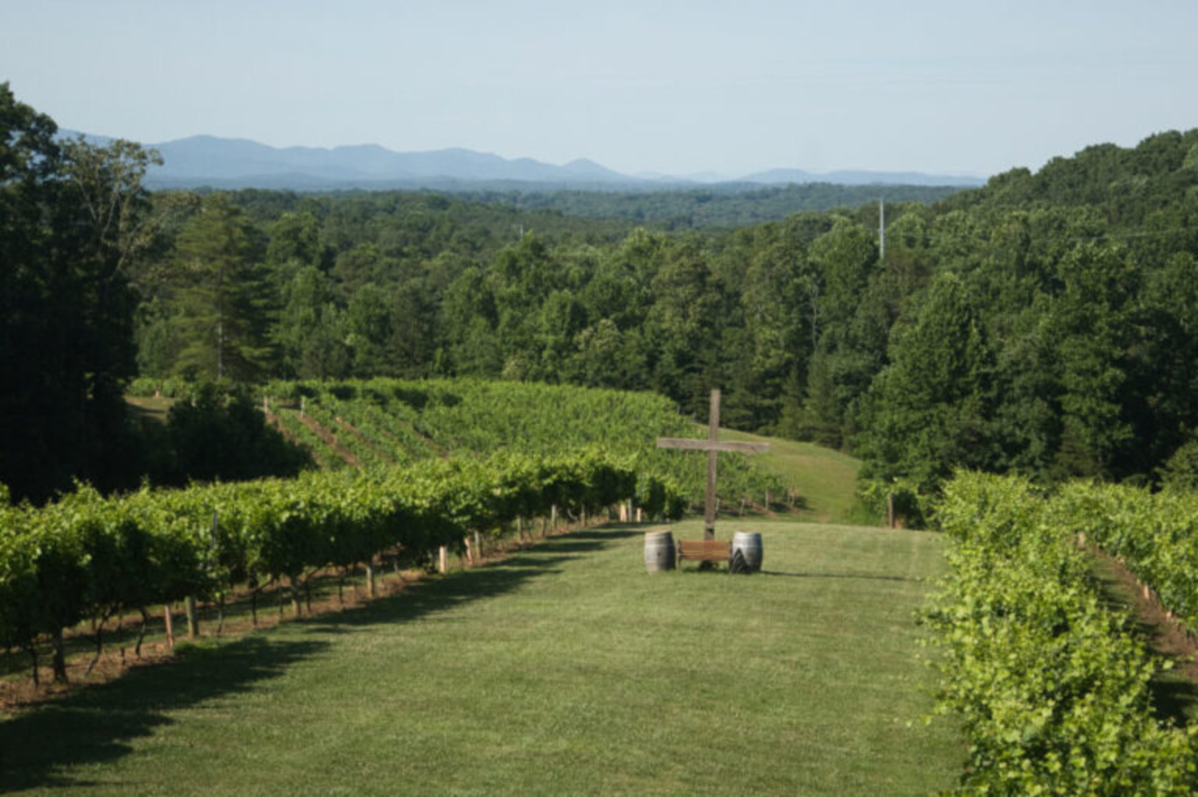 Grapevines at Engelheim Vineyards in Ellijay, Georgia on June 20, 2022. (Alex Guevara/Fresh Take Georgia)