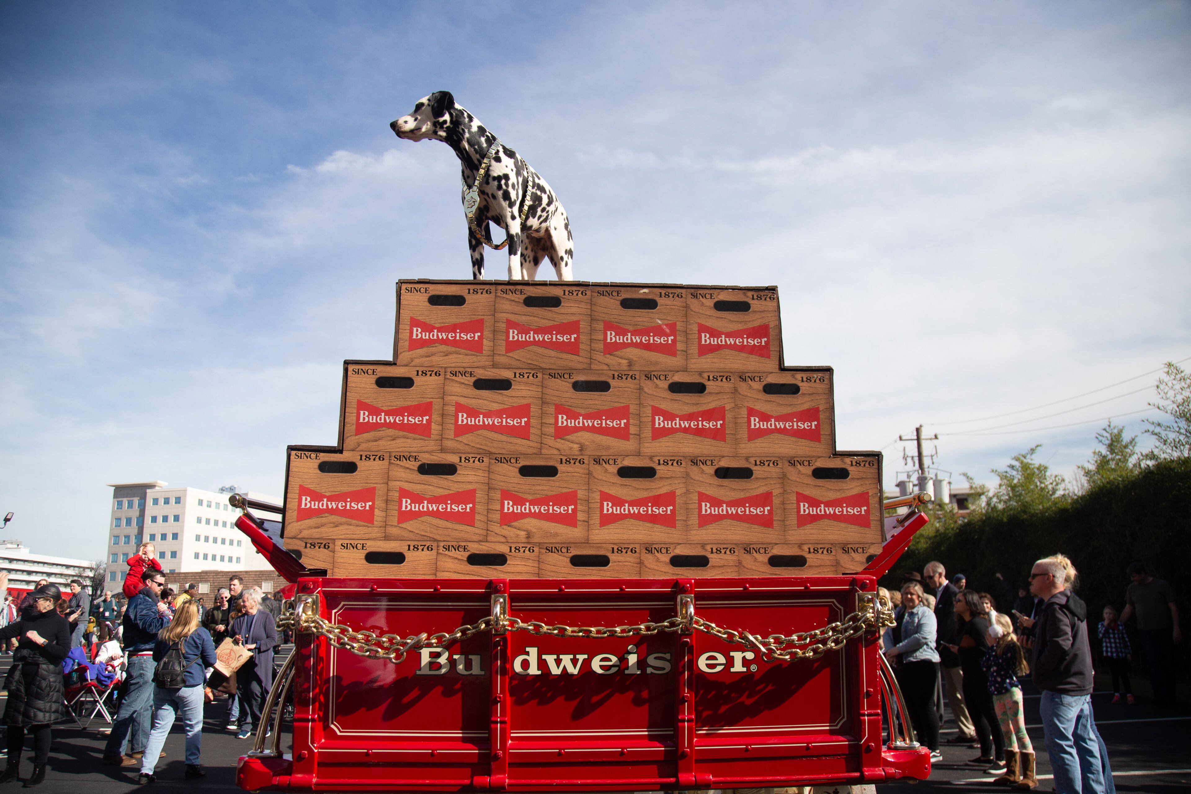 Merri, a one-year-old Dalmation, checks out the crowd from the back of the Budweiser Clydesdale wagon on February 01, 2018. in Buckhead. STEVE SCHAEFER / SPECIAL TO THE AJC