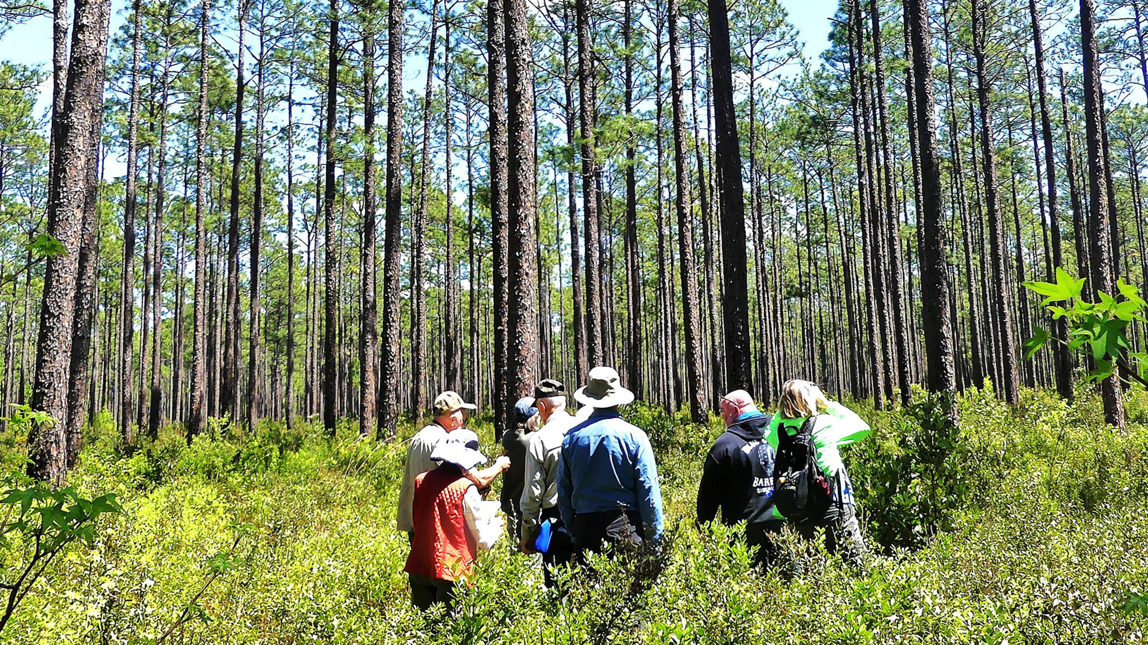 Members of the Georgia Botanical Society explore a pine forest on Fort Stewart Army base. Its forests and other natural habitats harbor endangered species such as the red-cockaded woodpecker and the eastern indigo snake.
(Charles Seabrook for The Atlanta Journal-Constitution)