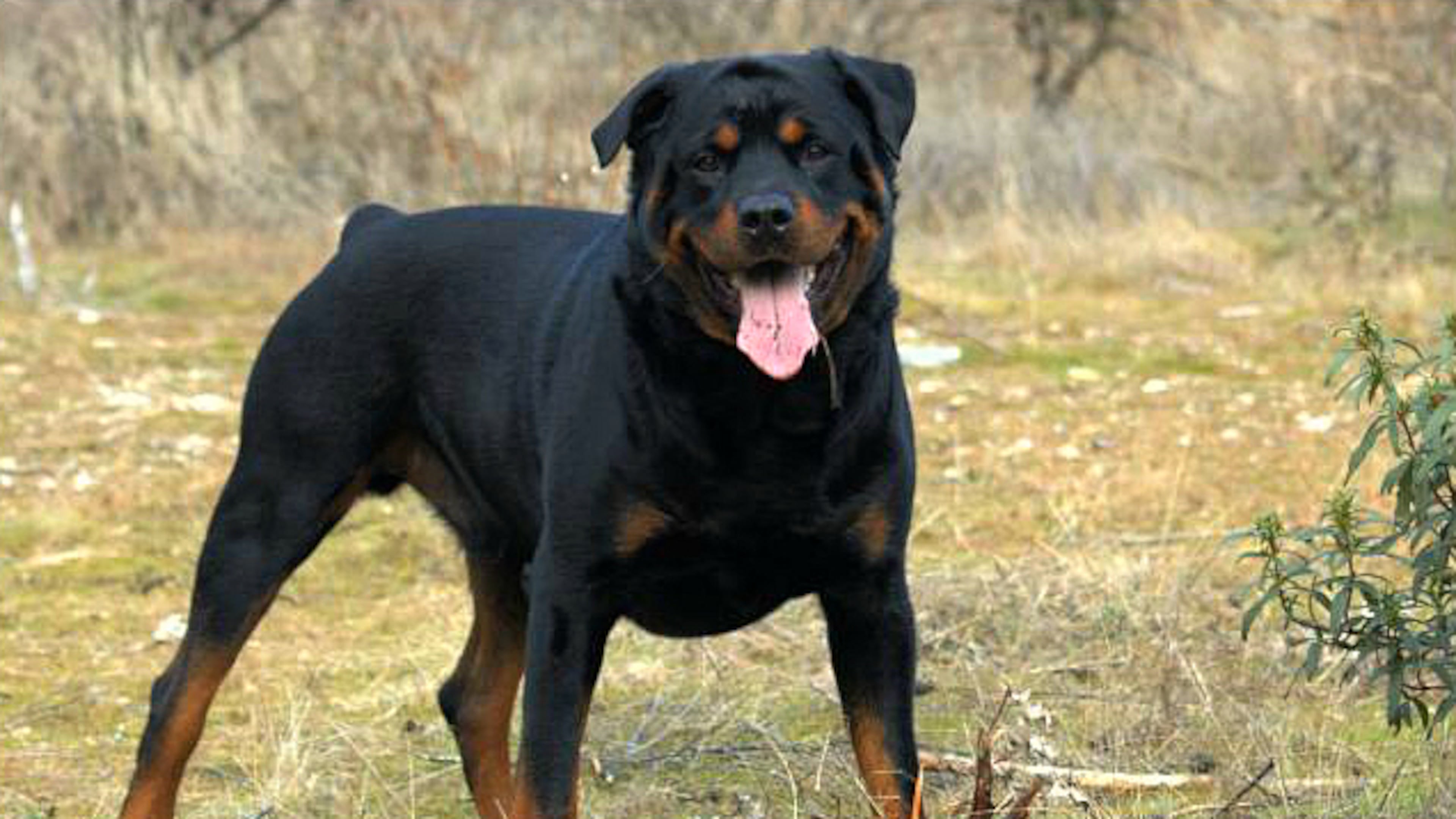 A rabid dog bit an 11-year-old boy on Feb. 27 near Stone Mountain after two Rottweilers escaped from a residence in the Rivercliff subdivision near Anniston Road. File Photo