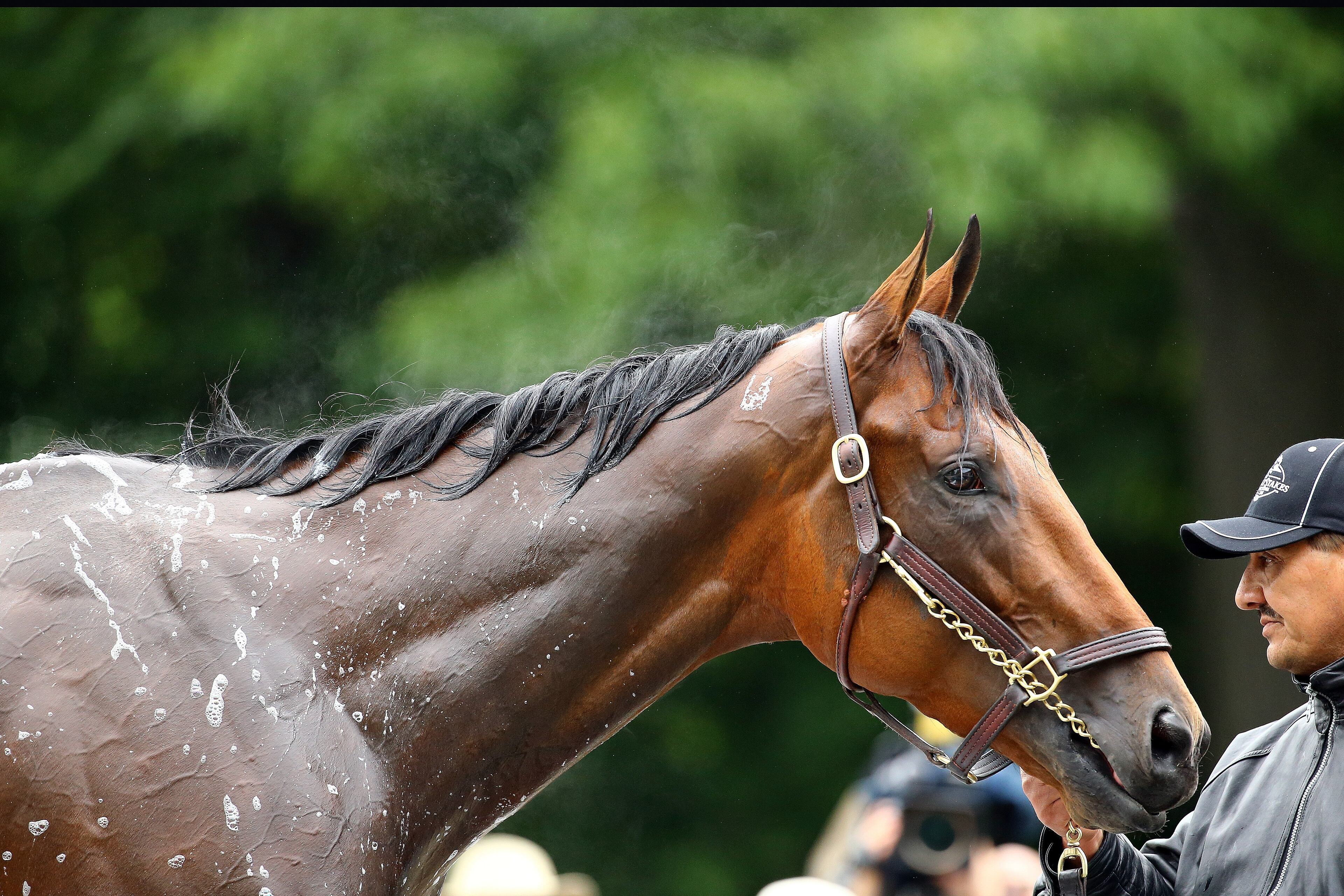 ELMONT, NY - JUNE 05: American Pharoah is given a bath after morning workouts prior to the 147th Belmont Stakes at Belmont Park on June 5, 2015 in Elmont, New York. (Photo by Al Bello/Getty Images)